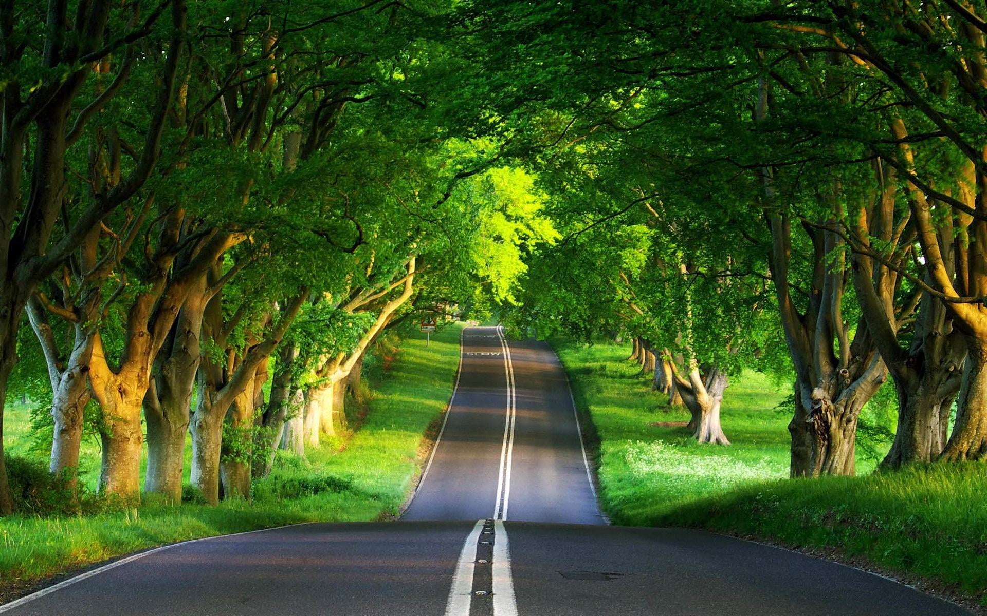 Green Road, gray concrete roadway and tree tunnel, Nature, Summer