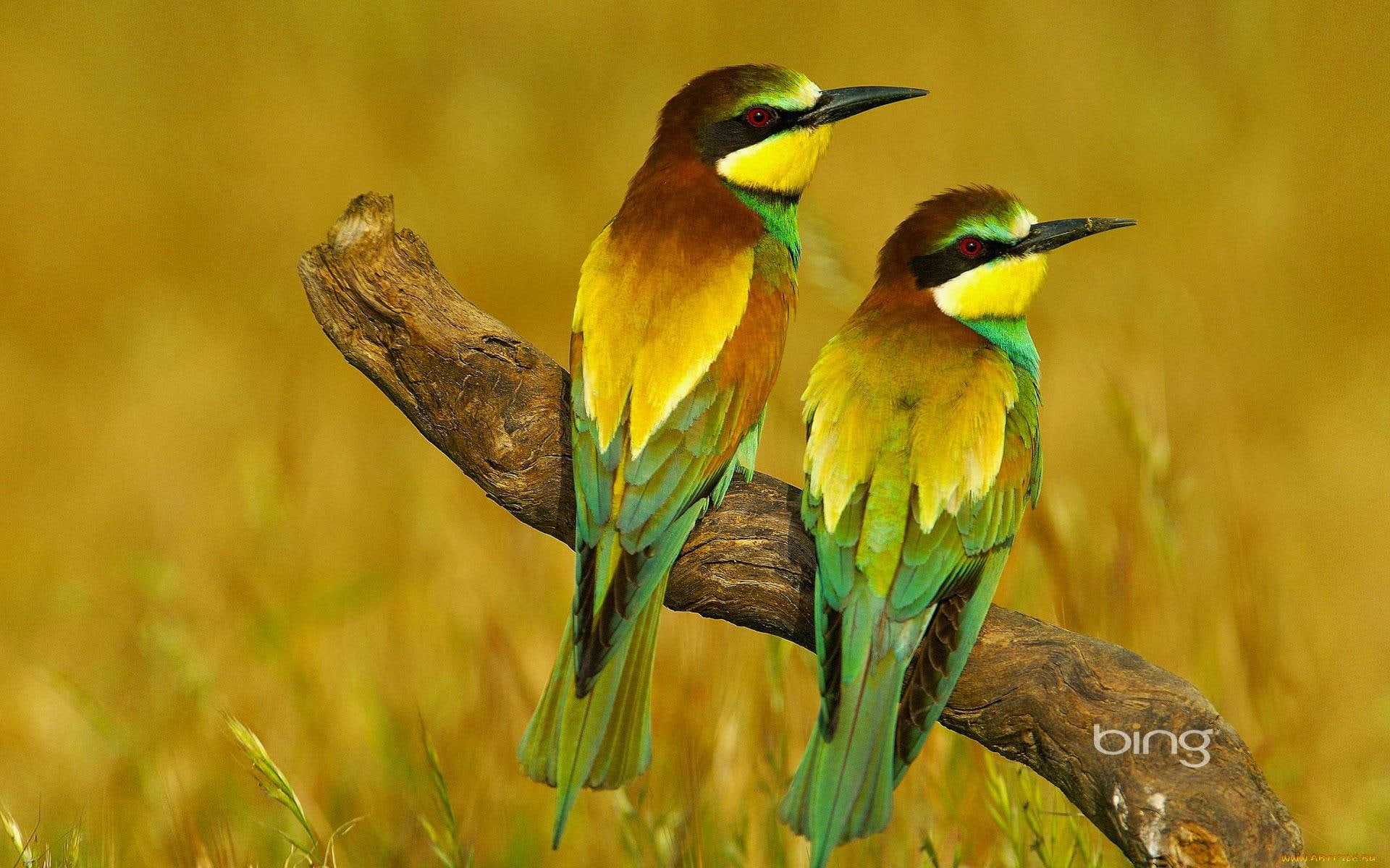 * My Name Is ...bee-eater *, galaz, zolny, ptaki, laka, animals