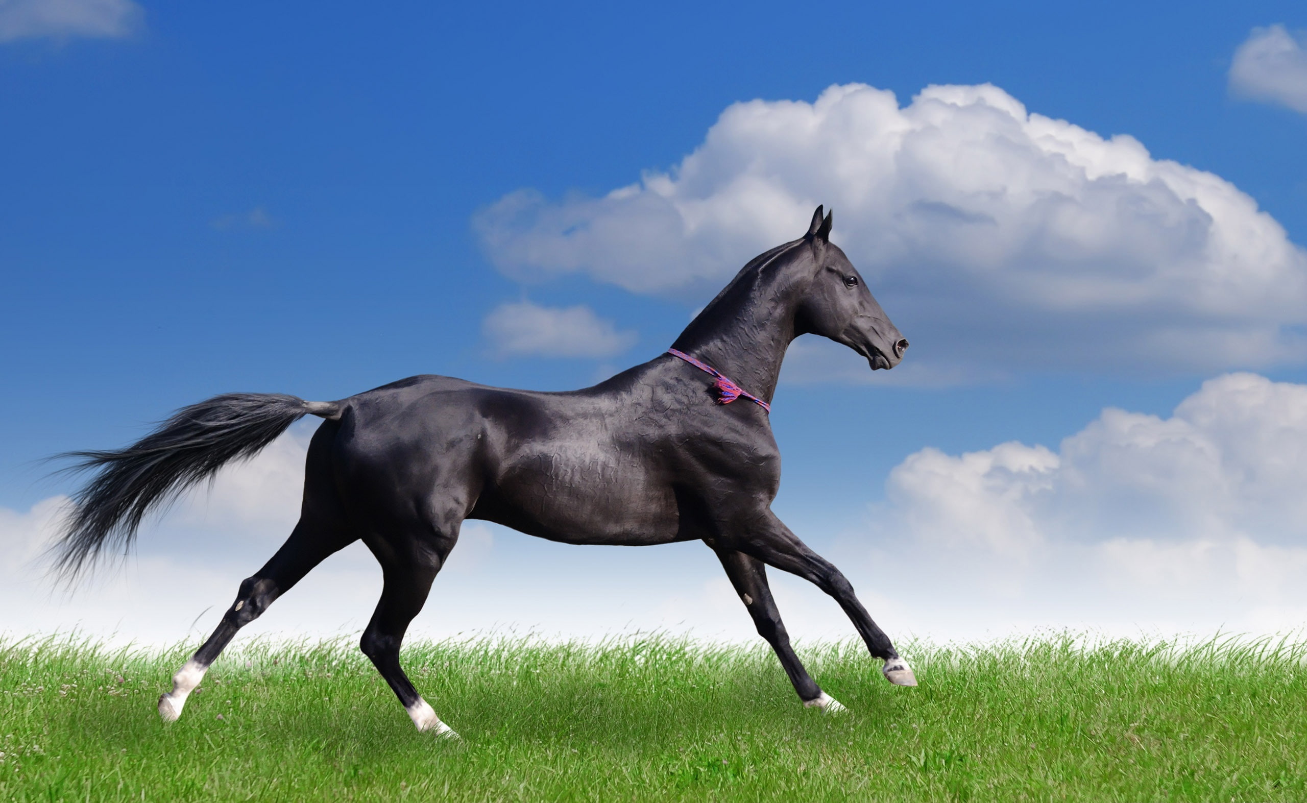 Free download | HD wallpaper: Akhal Teke Horse, black horse, Animals