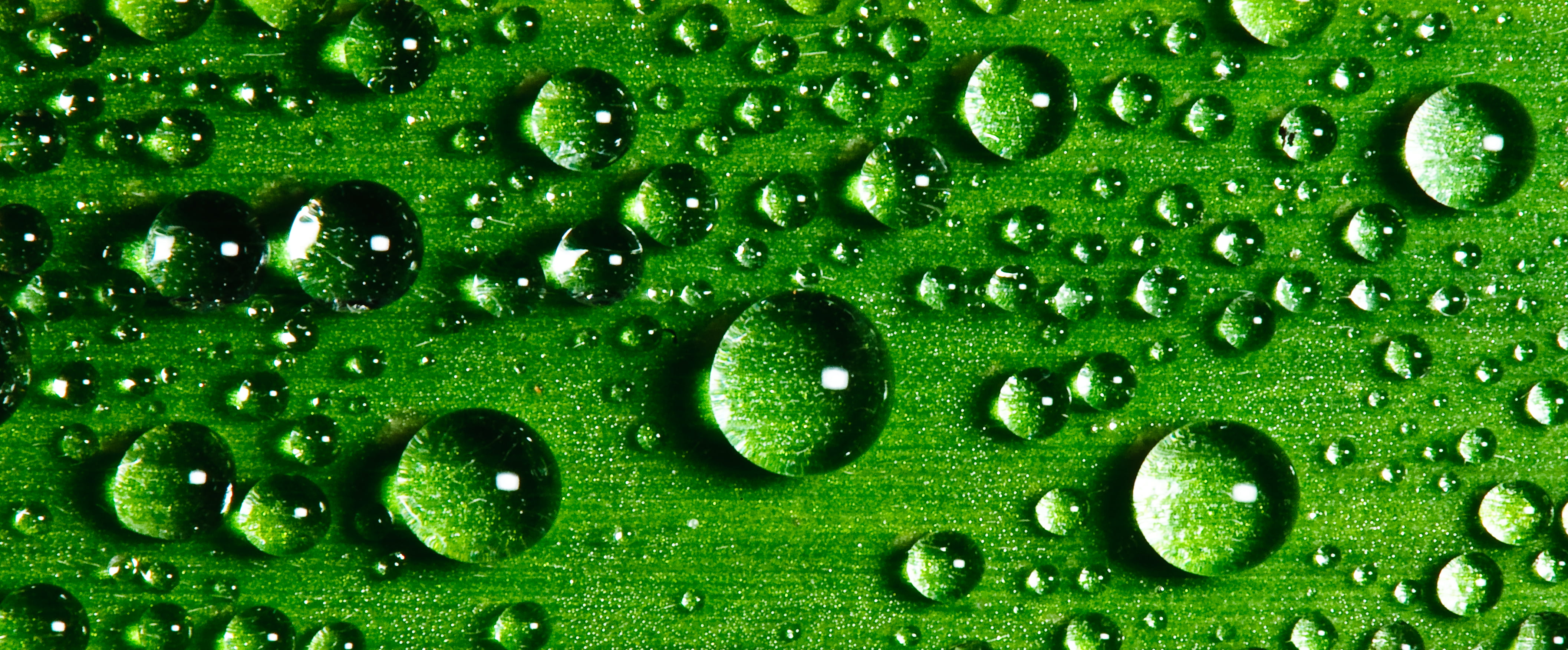 green leaf with water dew, Drops, Explored, 105mm, d300, foliage