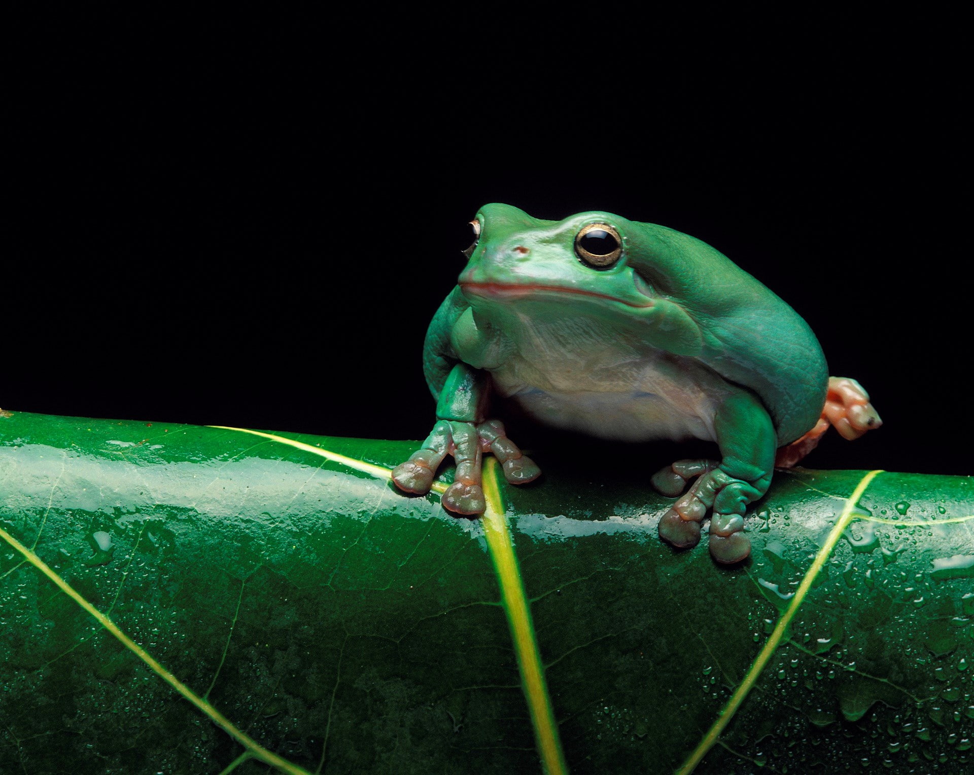 tree frog