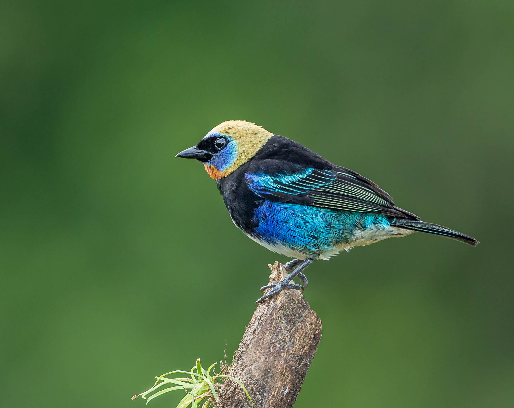 photography of blue, black, and yellow short-beak bird, tanager, tanager