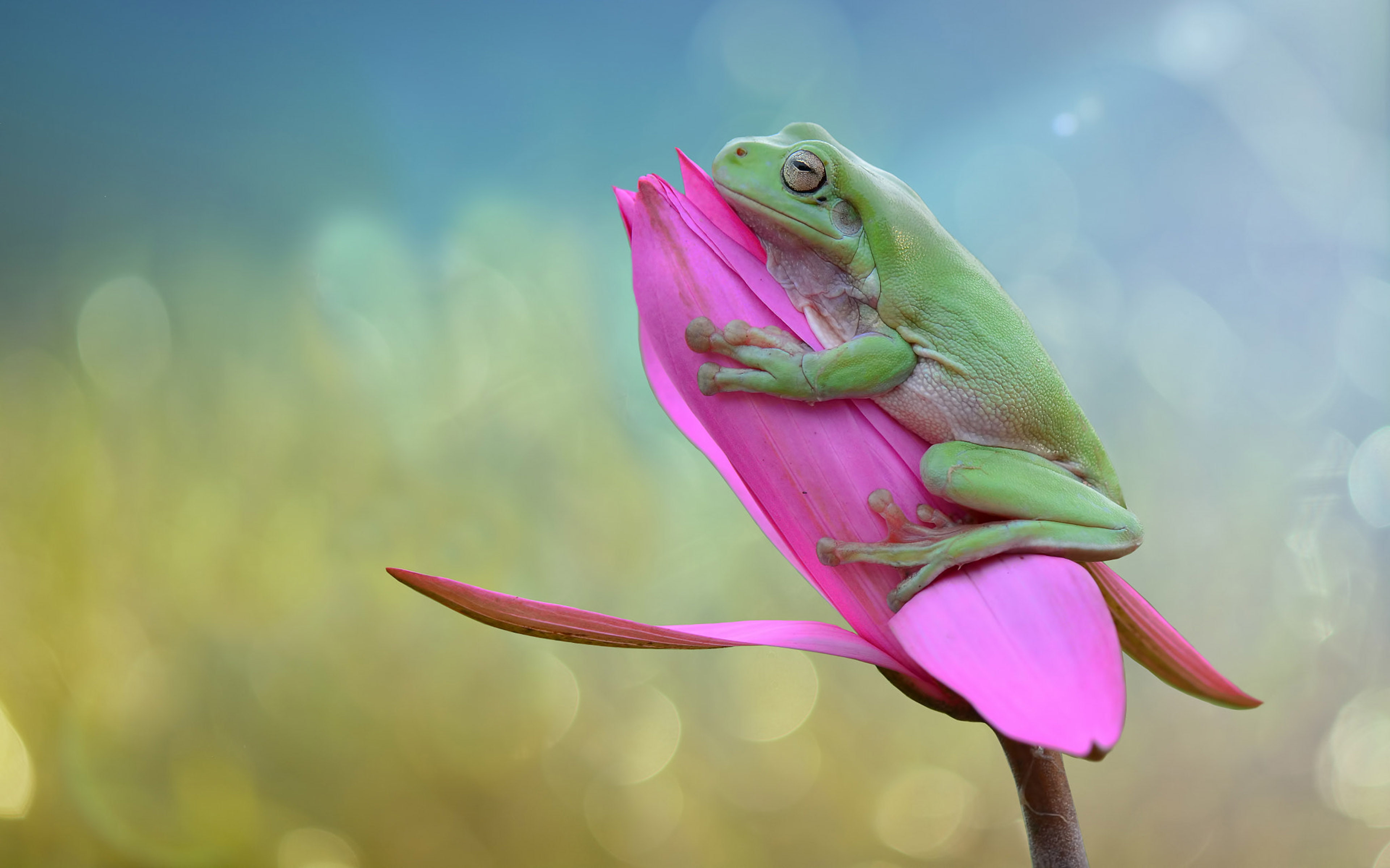 Green Frog On Bud Of A Pink Rose 4k Wallpapers Hd Images For Desktop And Mobile 3840×2400