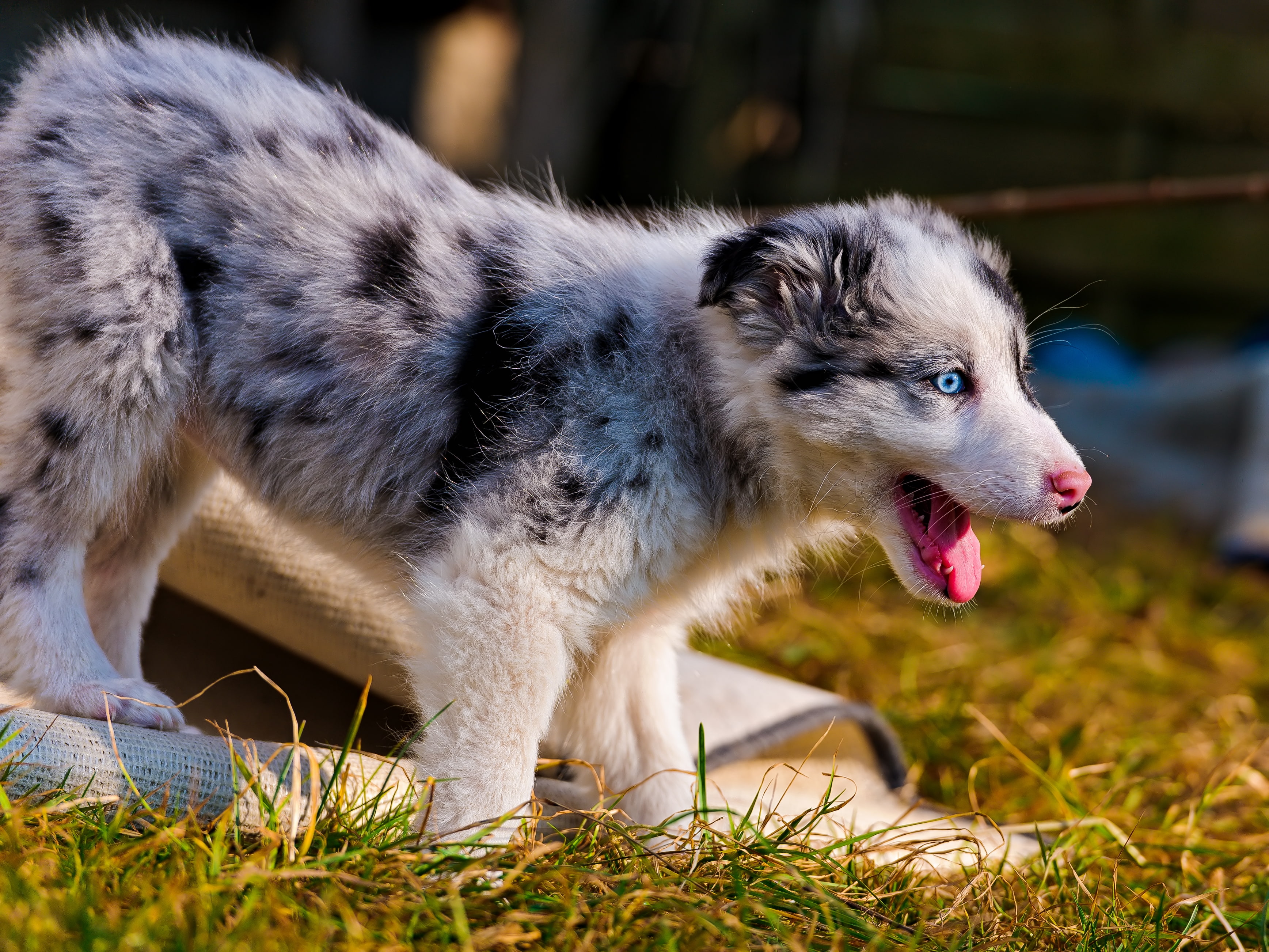 Australian Shepherd, dog, puppies, blue eyes