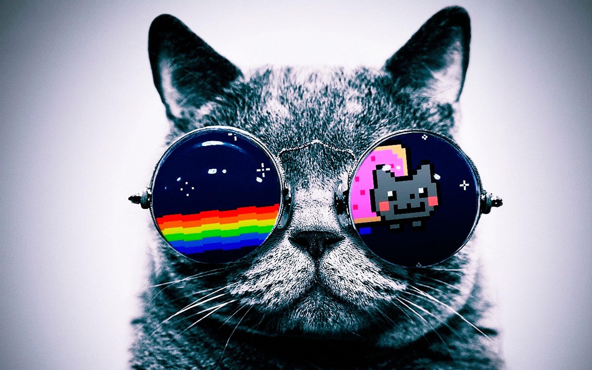 gray cat wearing sunglasses wallpaper, Nyan Cat, digital art