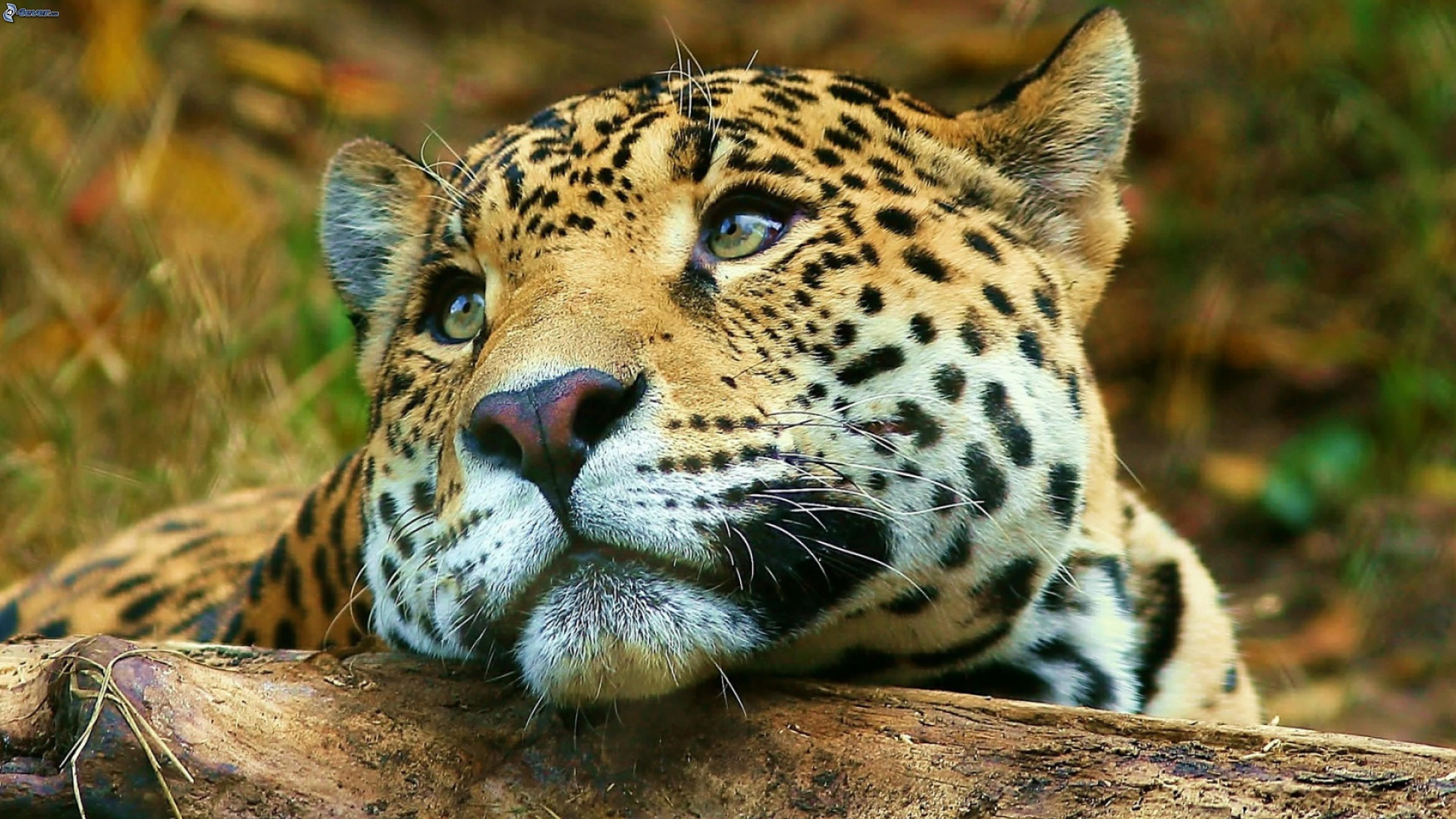 leopard, big cat, wild animal, wild cat, wildlife, look, beauty