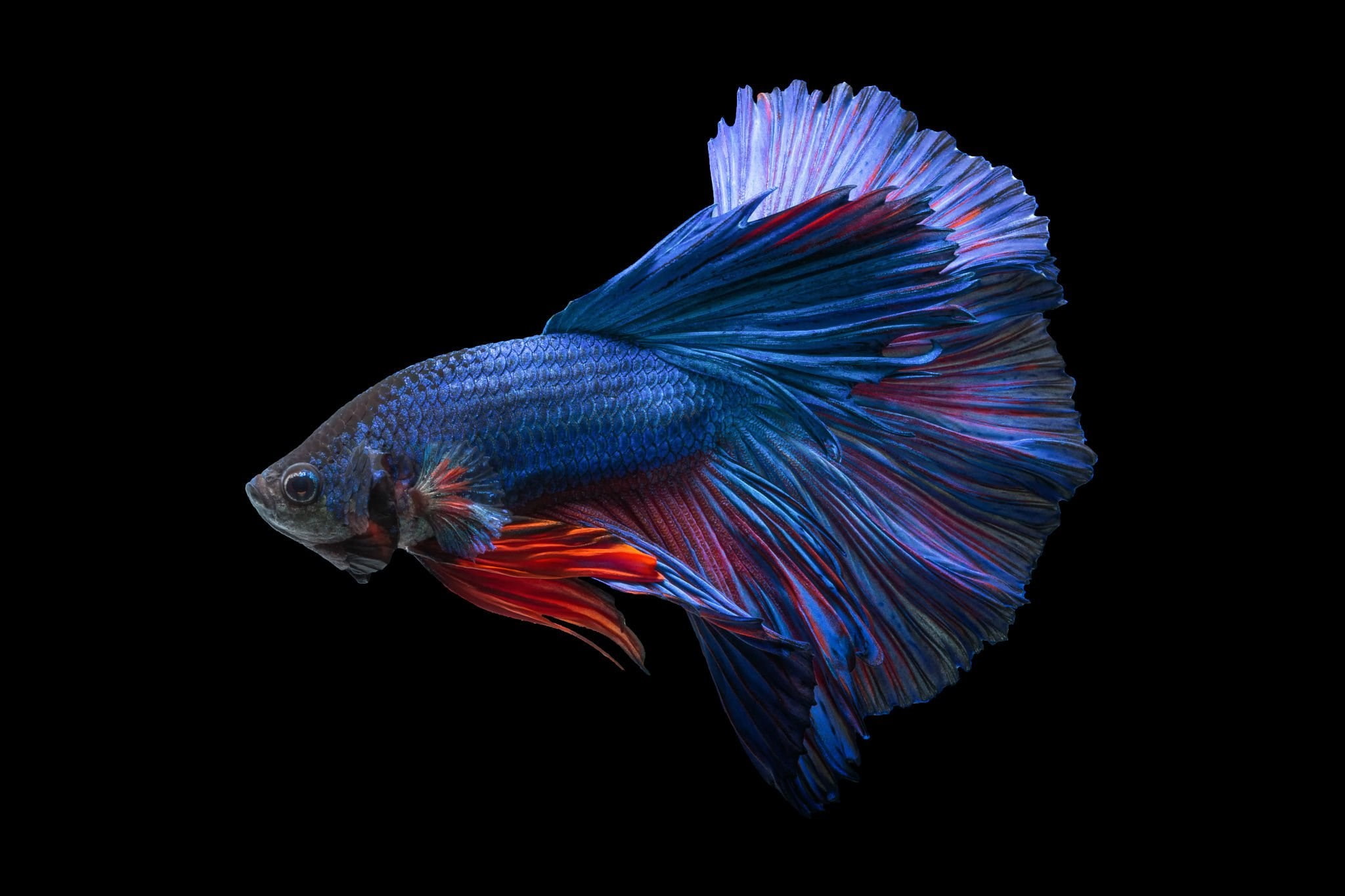betta