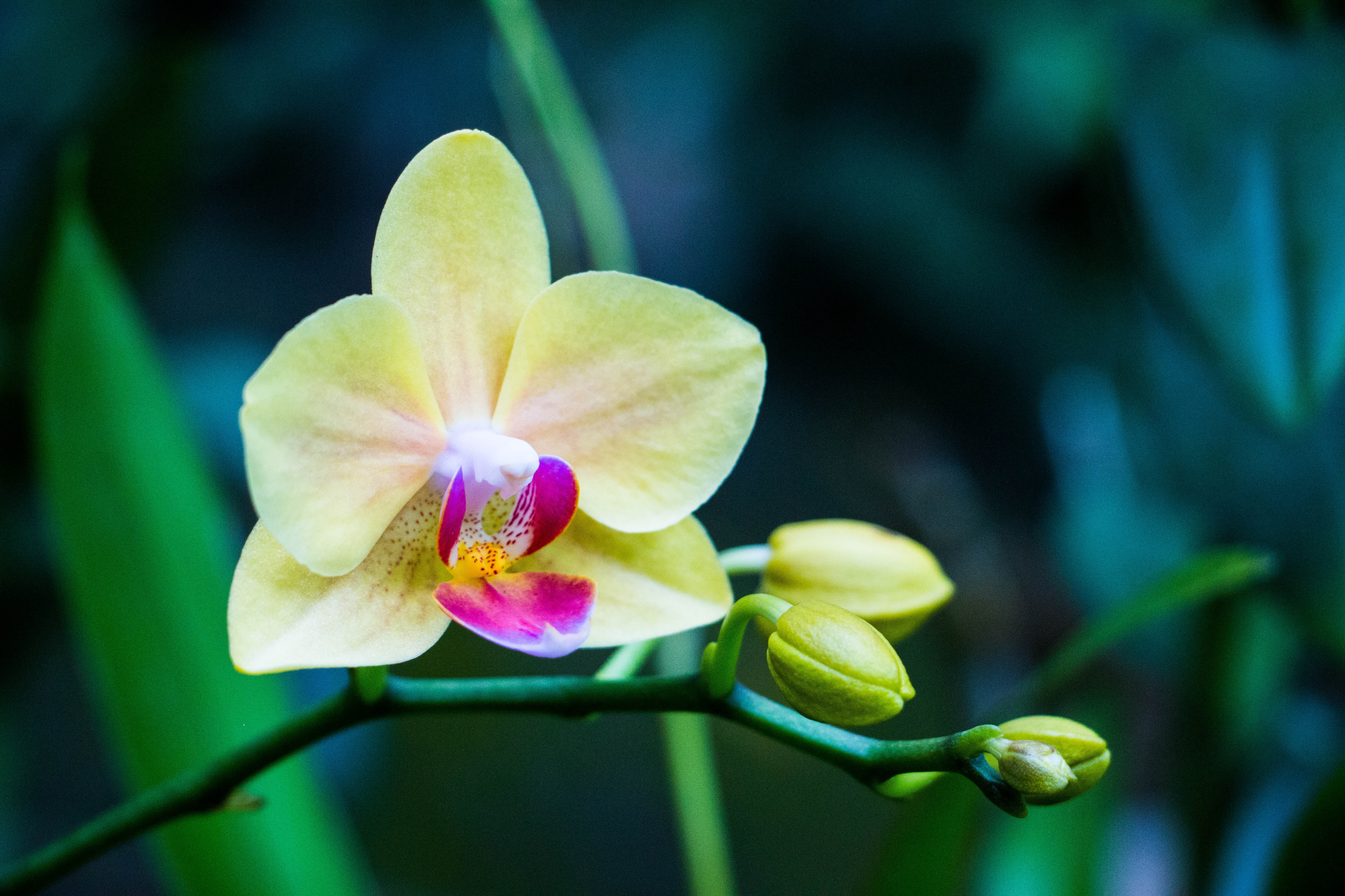 yellow moth orchid, flower, bud, petals, nature, plant, frangipani