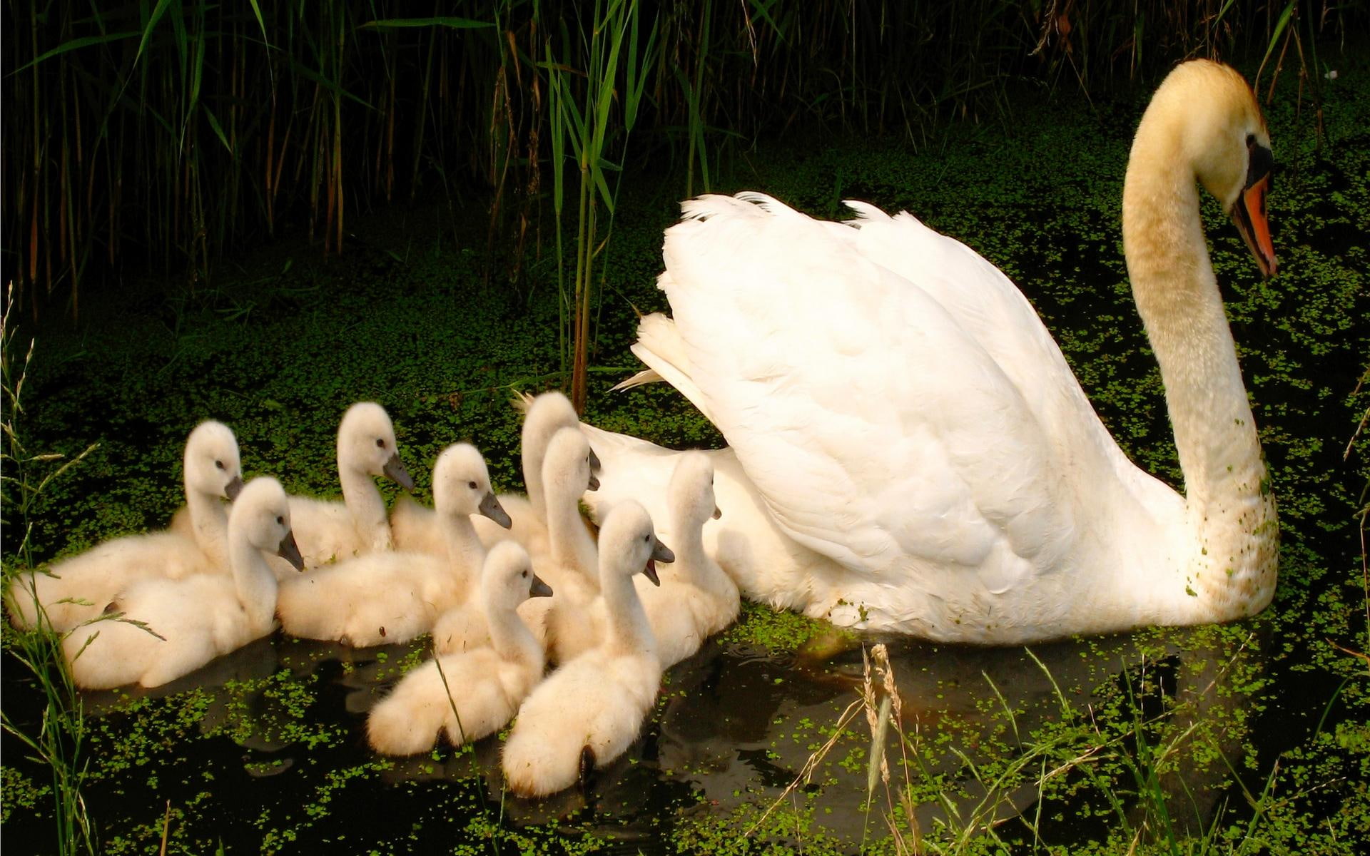 Follow Mama, cygnets, photography, mother, swan, pond, green