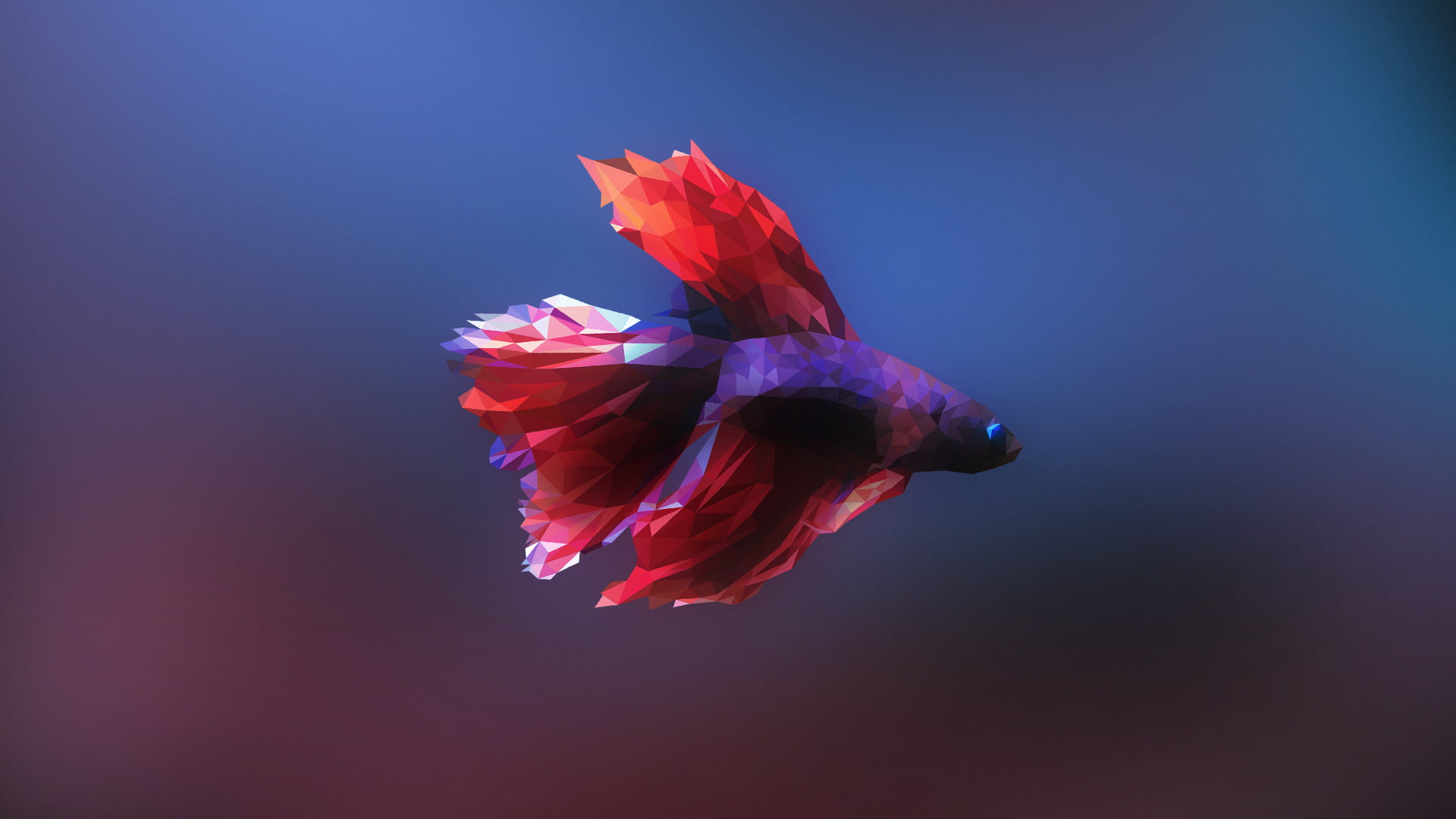 red and purple betta fish illustration, Siamese fighting fish