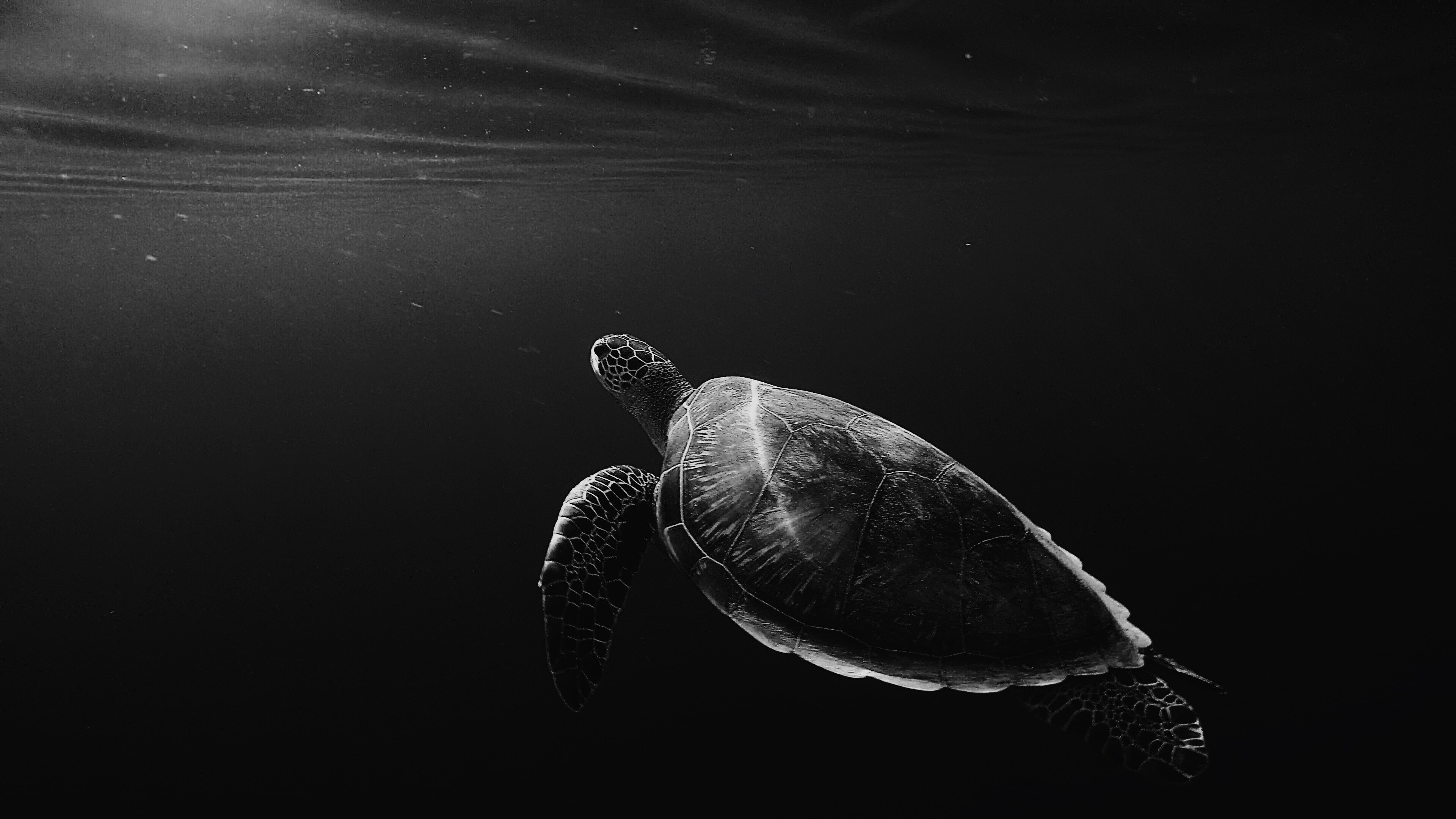 Turtle Underwater Monochrome 4K, animal wildlife, animal themes