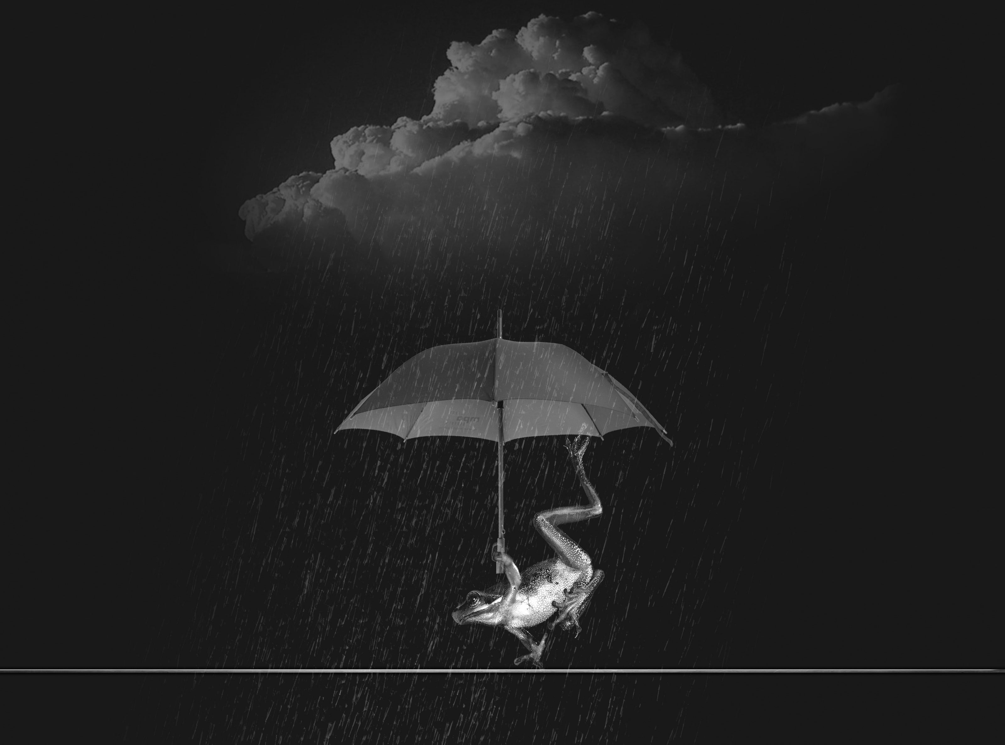 Weatherman, frog with umbrella wallpaper, Black and White, Water