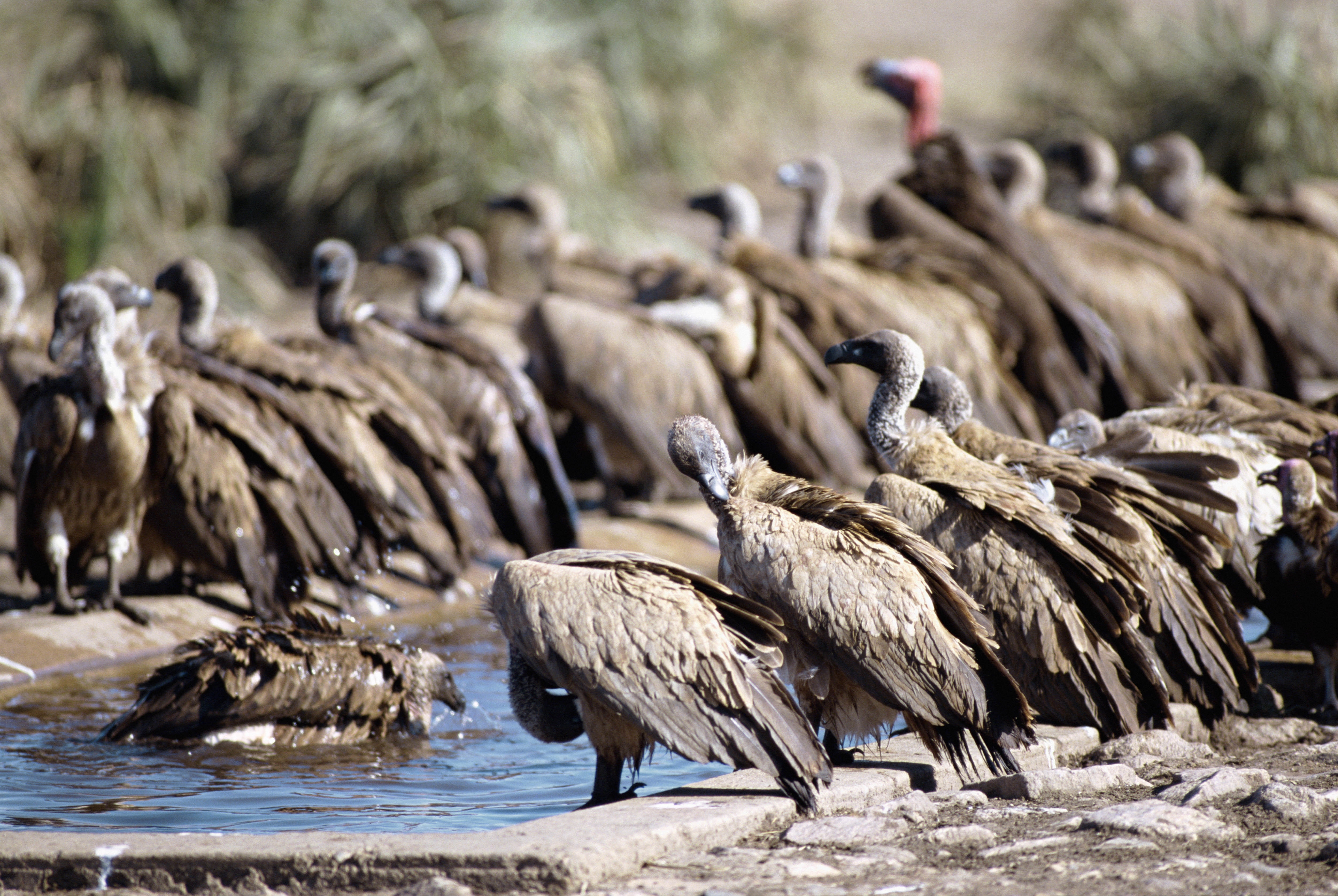 flock of brown birds, vultures, pack, watering, animal, nature