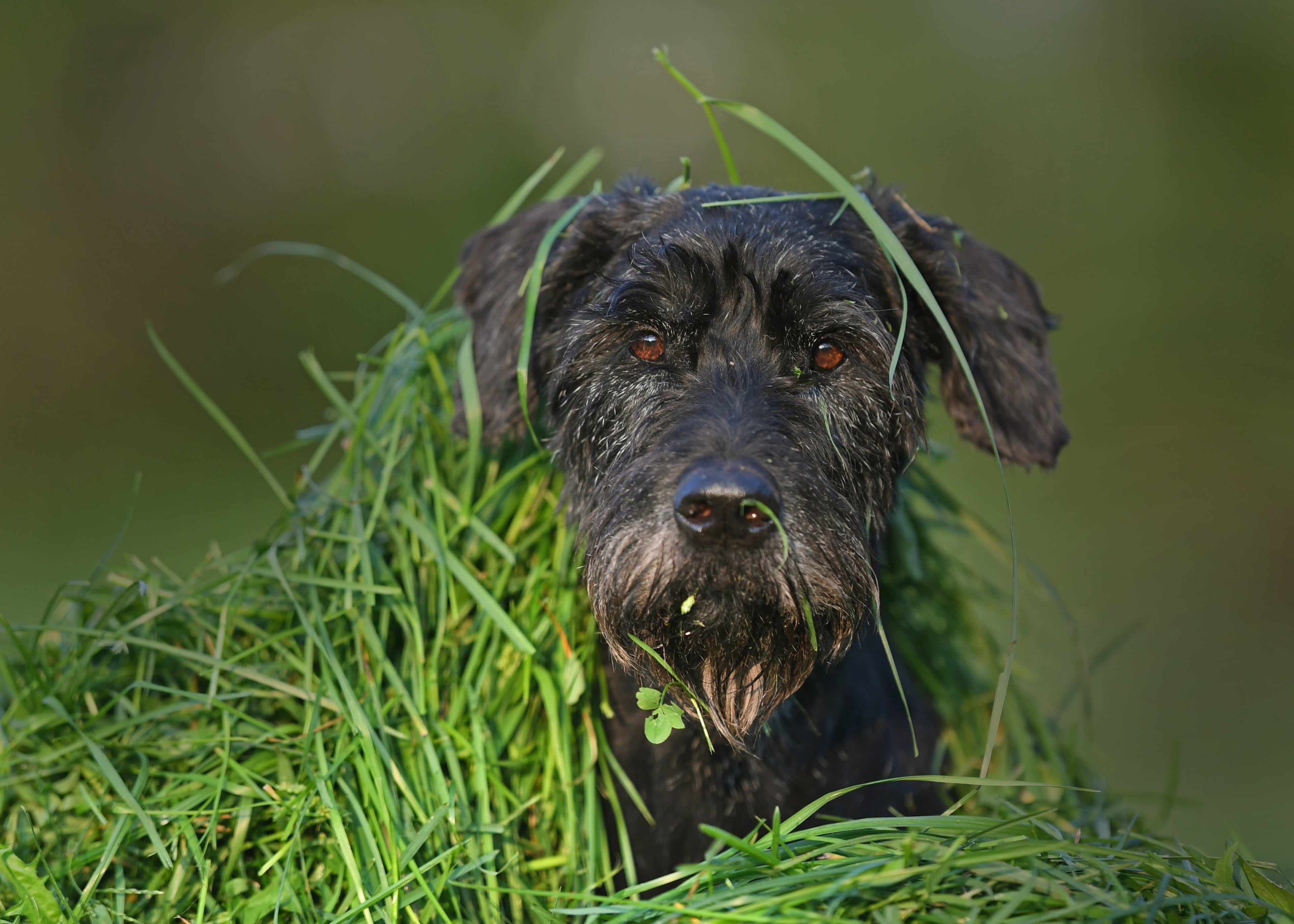 schnauzer 4k full hd desktop wallpaper free download, one animal