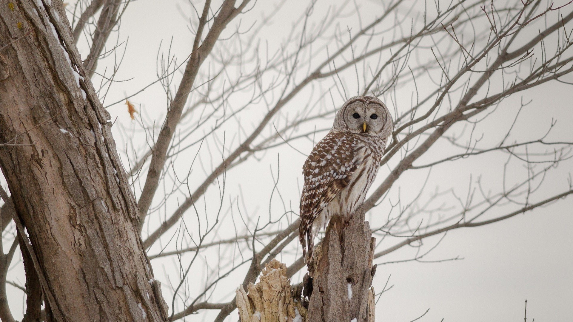 owl, Trees