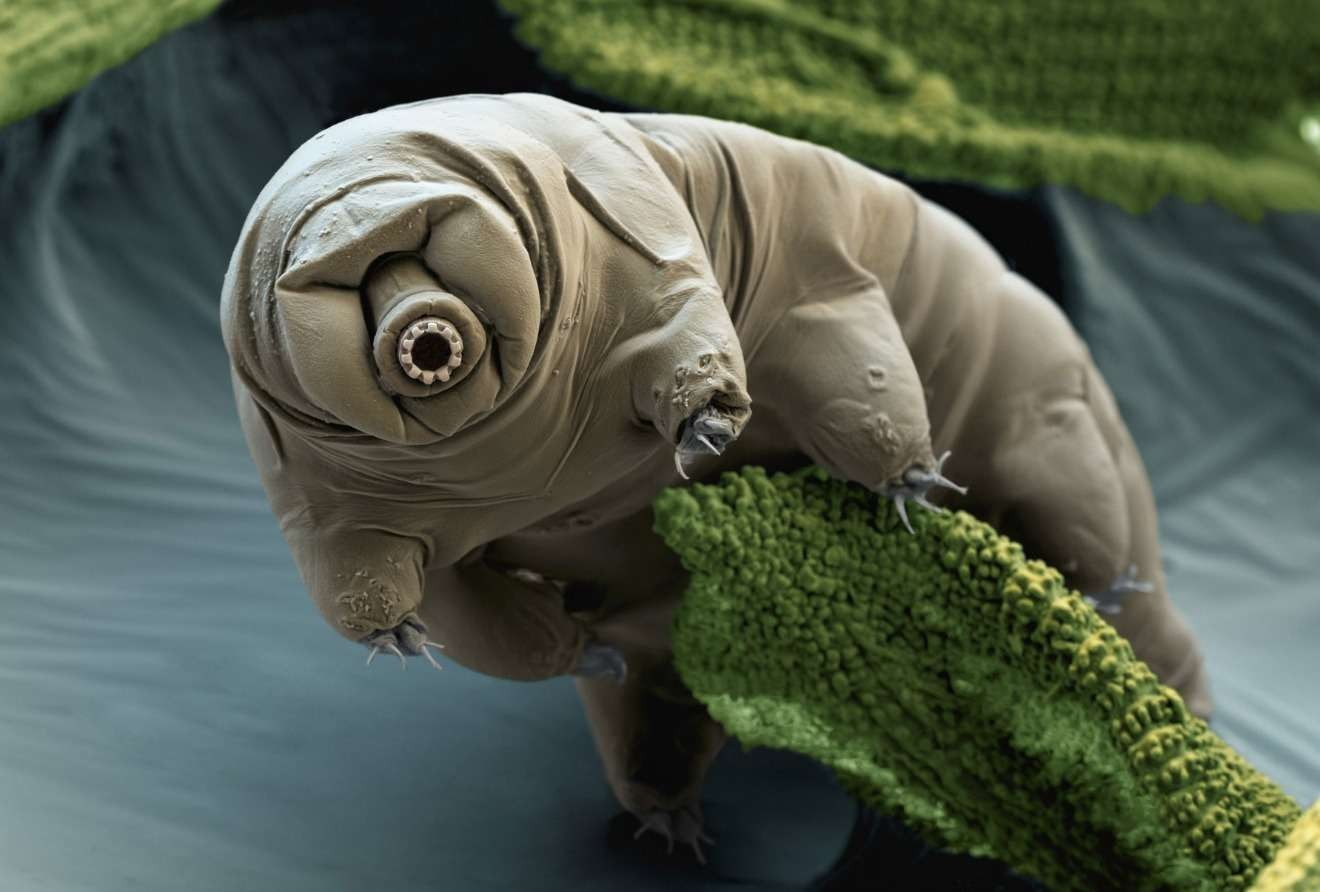 nature creature tardigrade electron microscope image