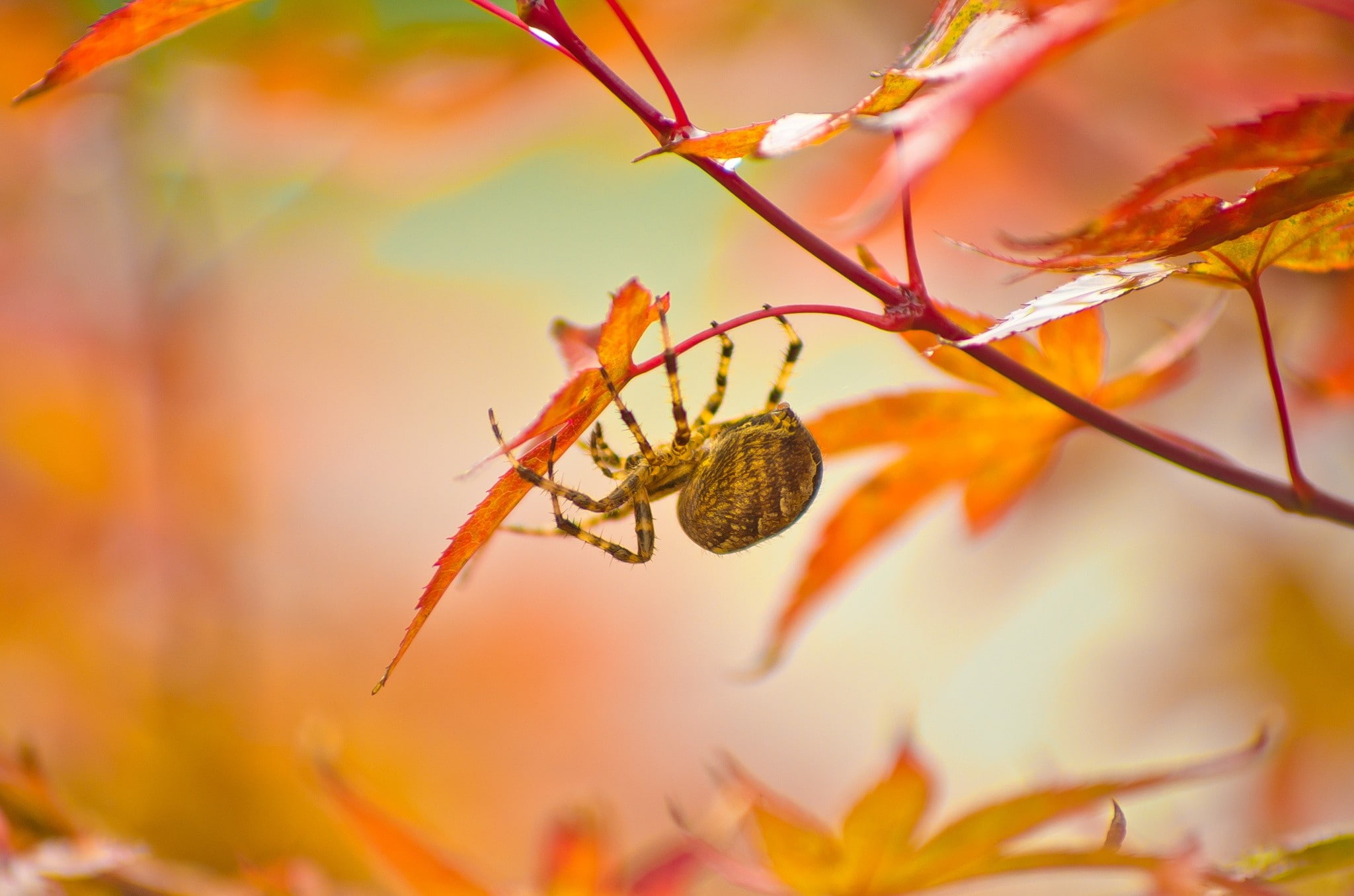 photography, nature, macro, spider, plants, leaves, fall, animal themes
