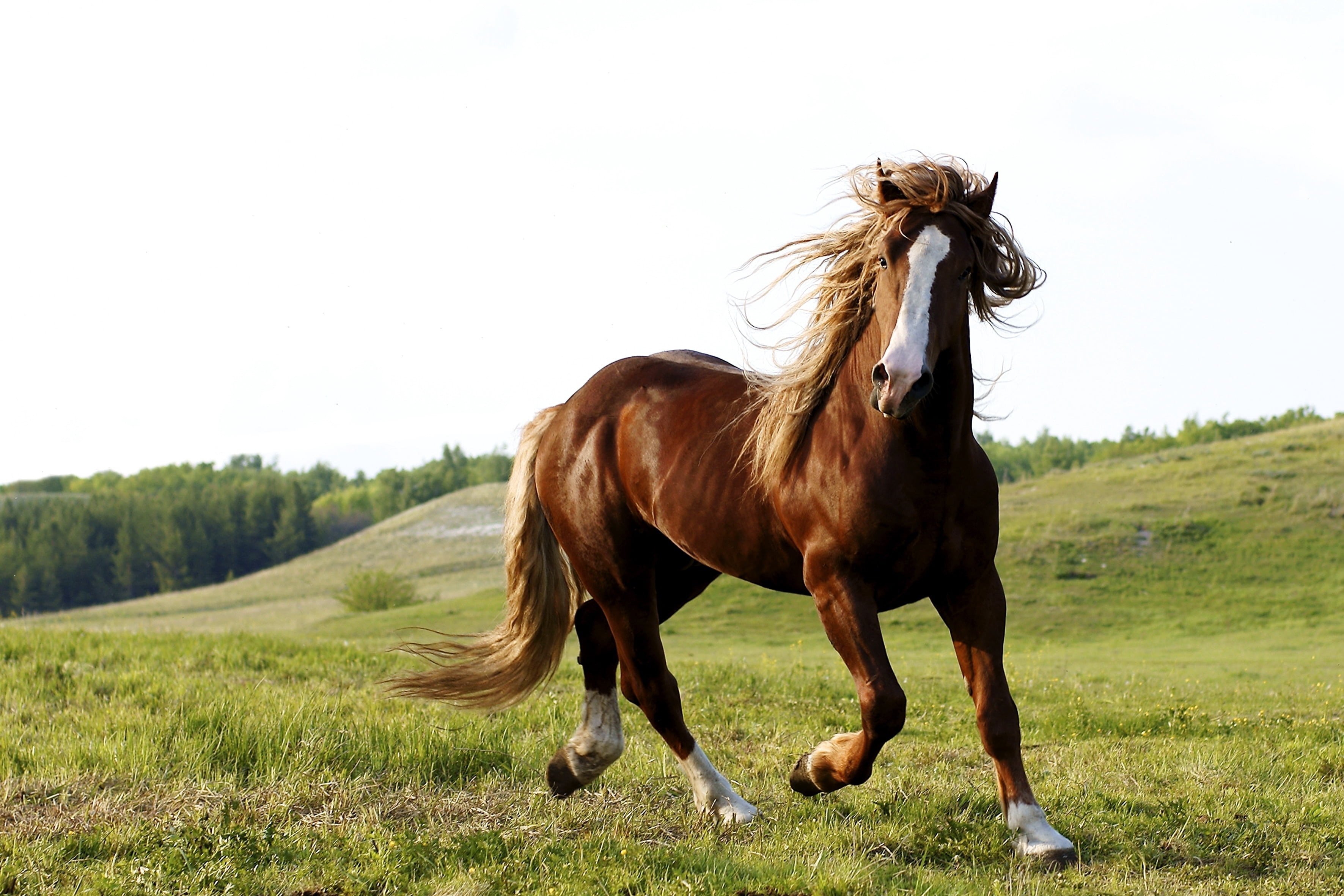 brown horse, grass, field, run, animal, nature, outdoors, stallion