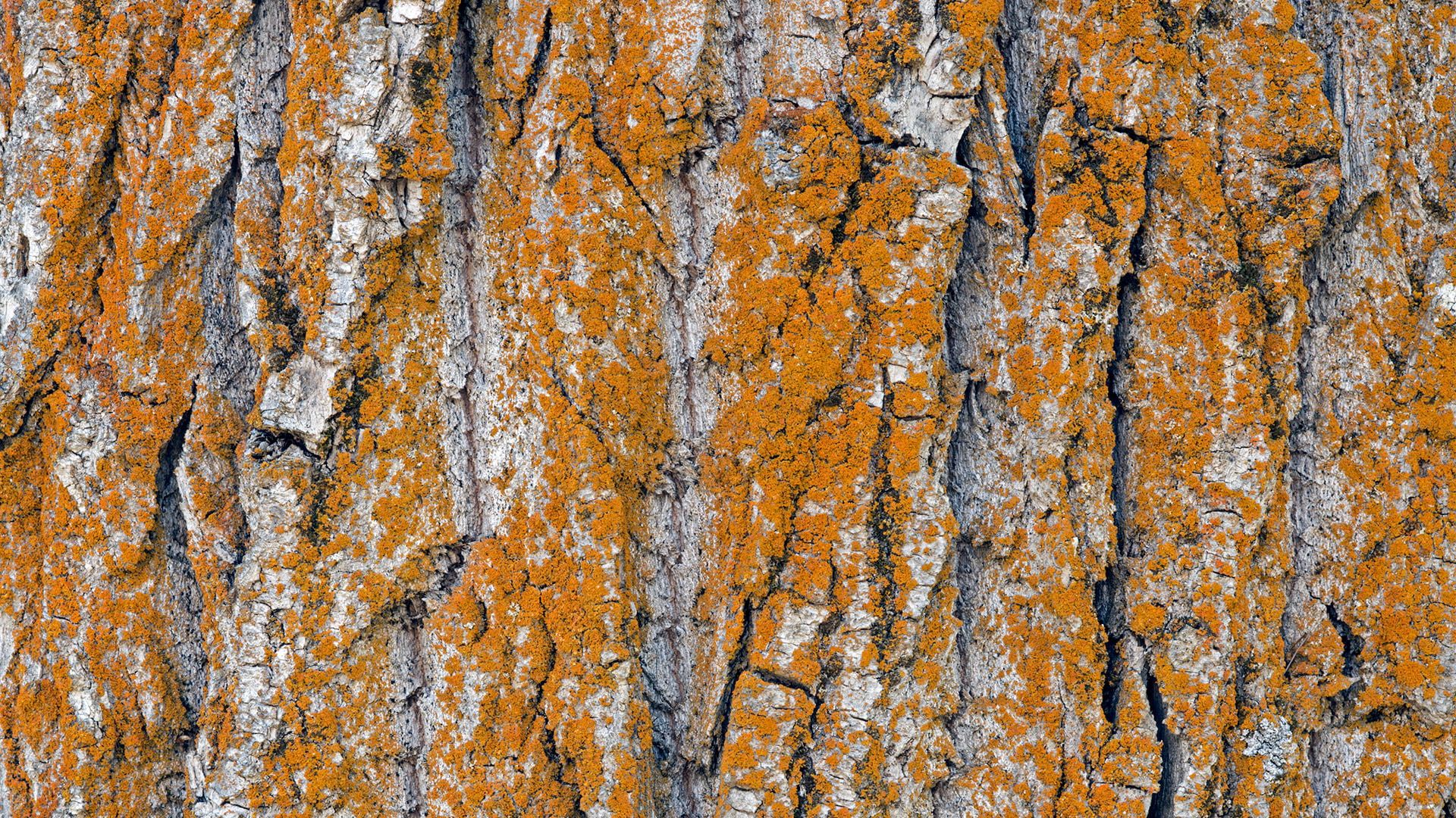 tree, trunk, bark
