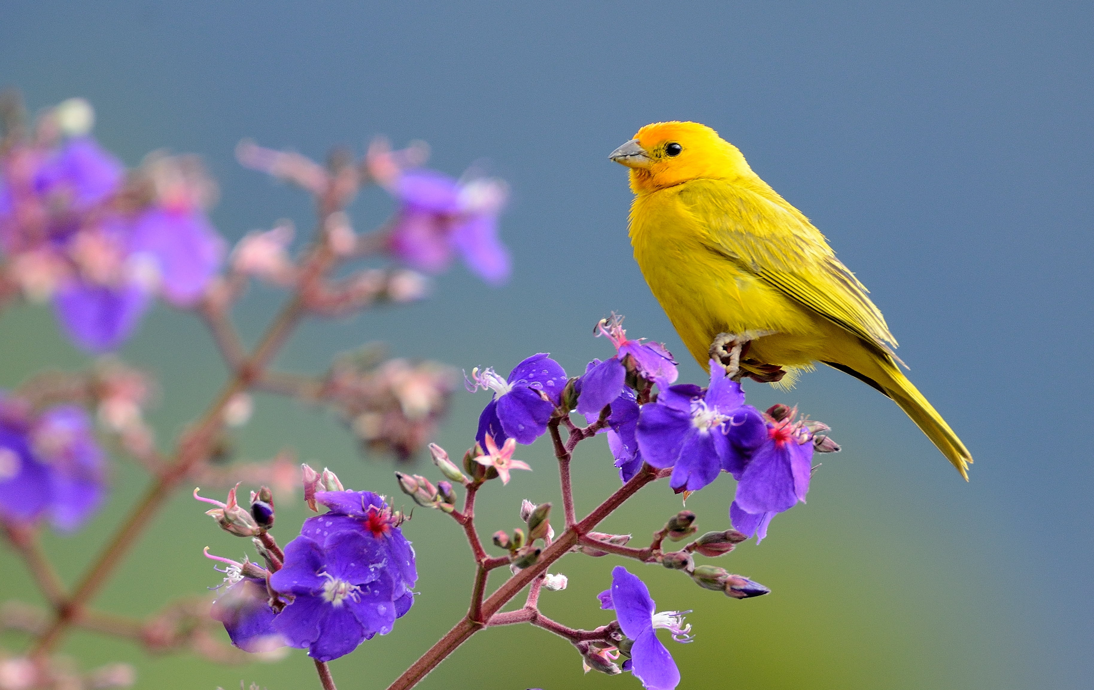 selective focus of yellow bird on purple flower, saffron finch, sicalis, saffron finch, sicalis
