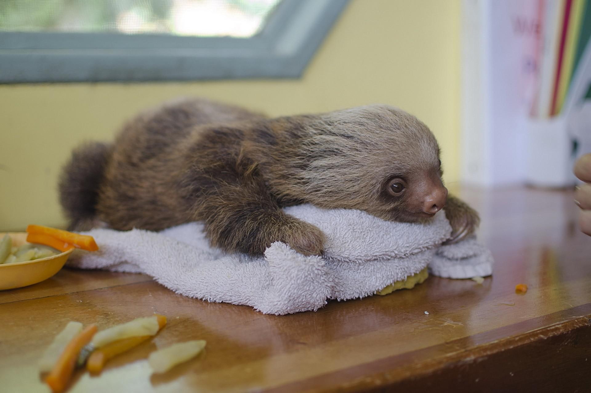 sloth, lying, animal, towel