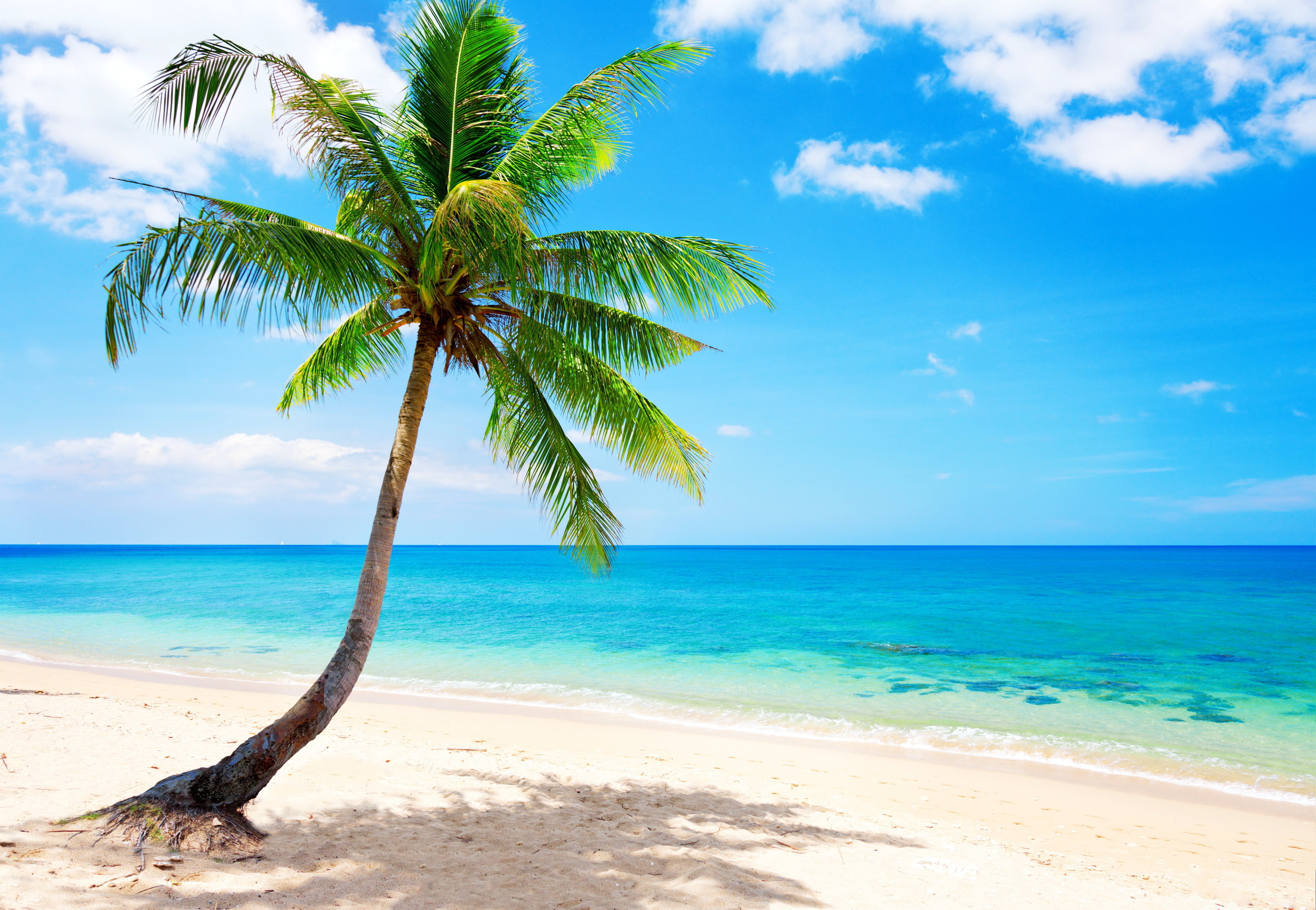 Beach, Blue, coast, emerald, ocean, palm, paradise, sea, tropical