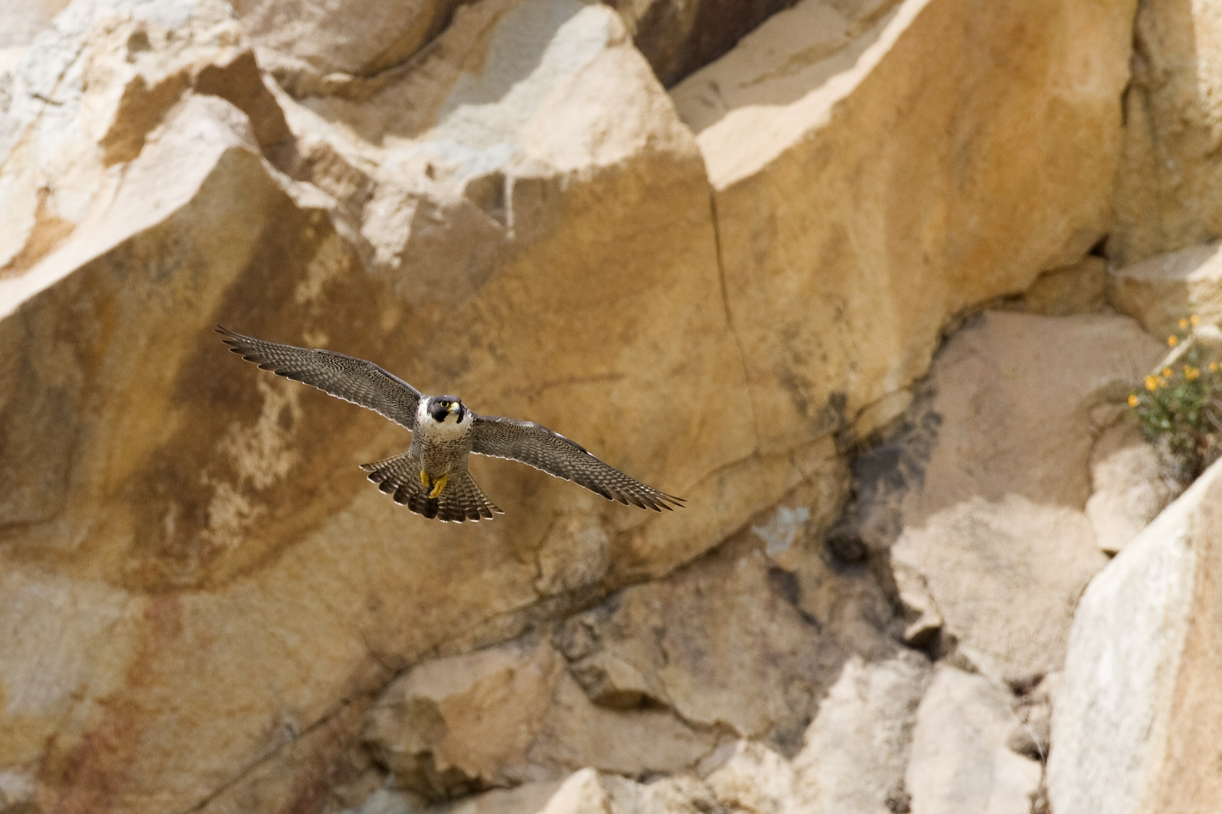 Birds, Peregrine Falcon