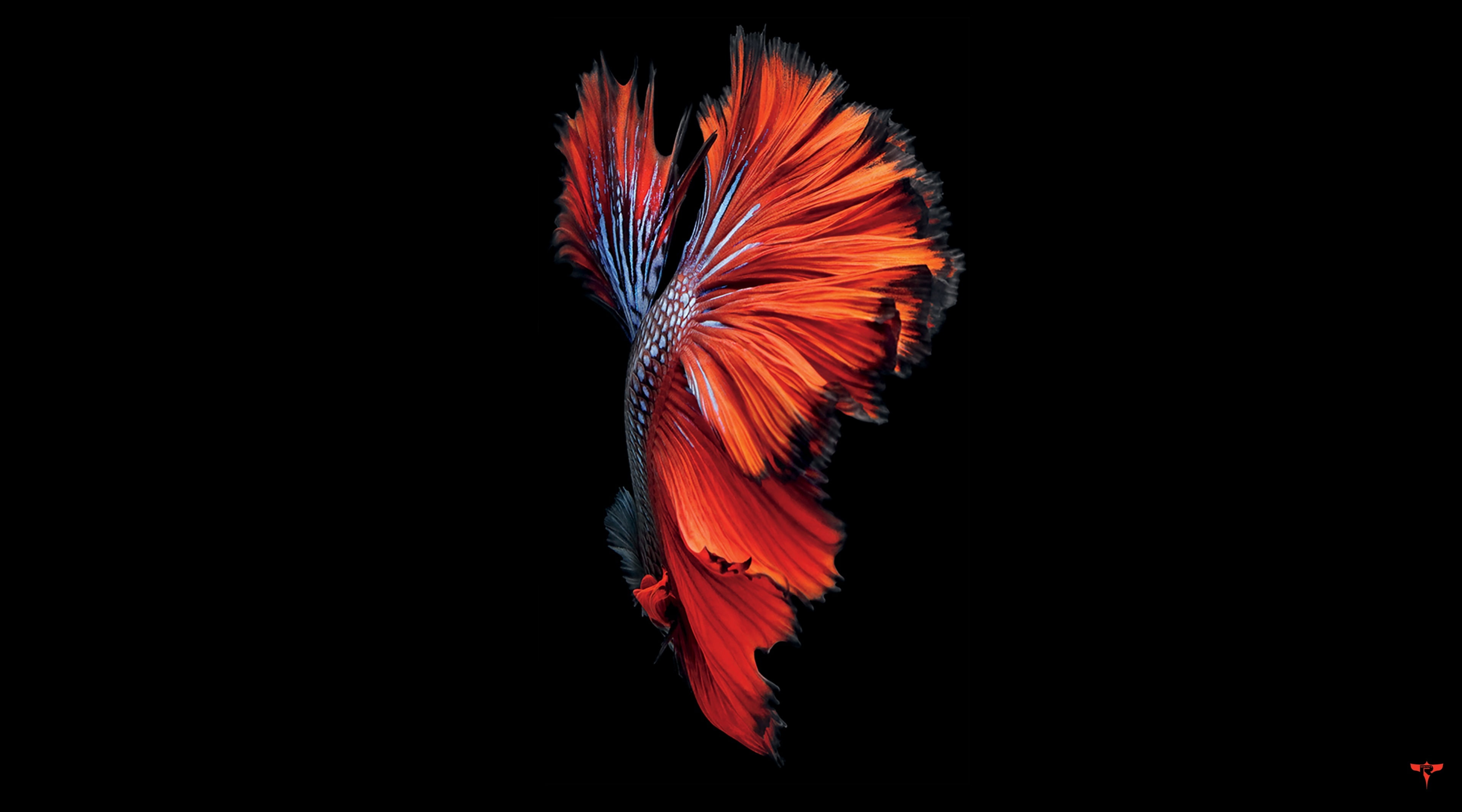 iPhone 6S, red and black betta fish wallpaper, Computers, Mac