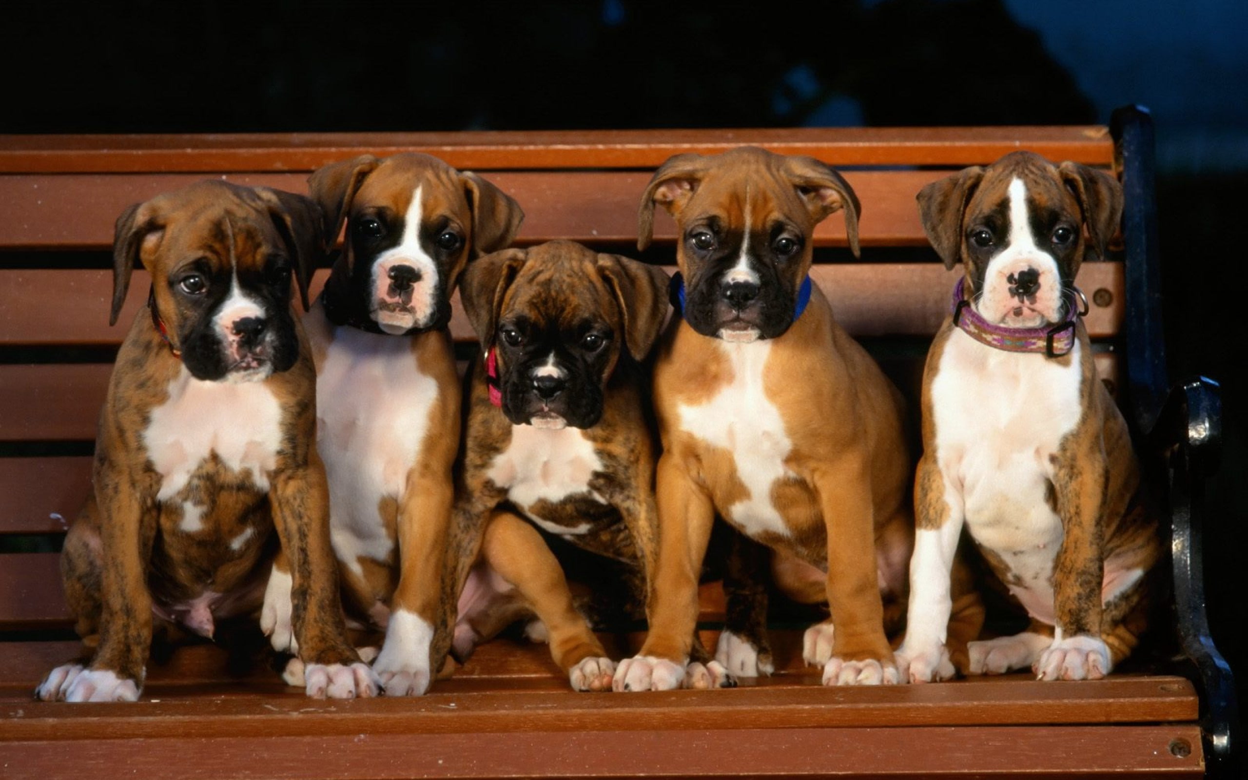 boxer