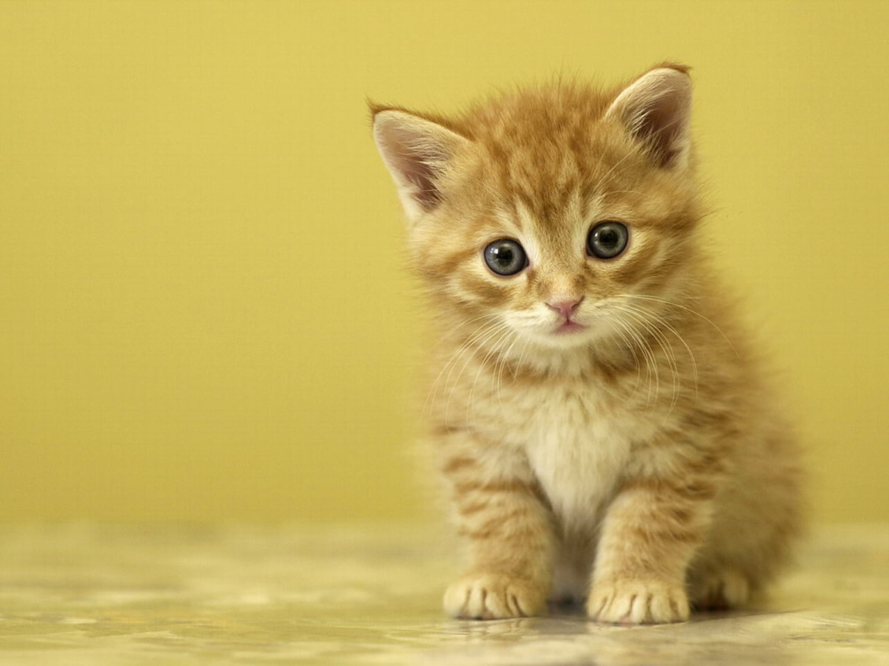 Cute Baby Kittens, Cat, Small, Claws, Adorable, orange tabby kitten
