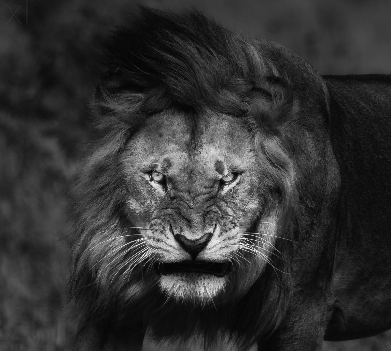 nature lion big cats fury angry portrait monochrome animals king