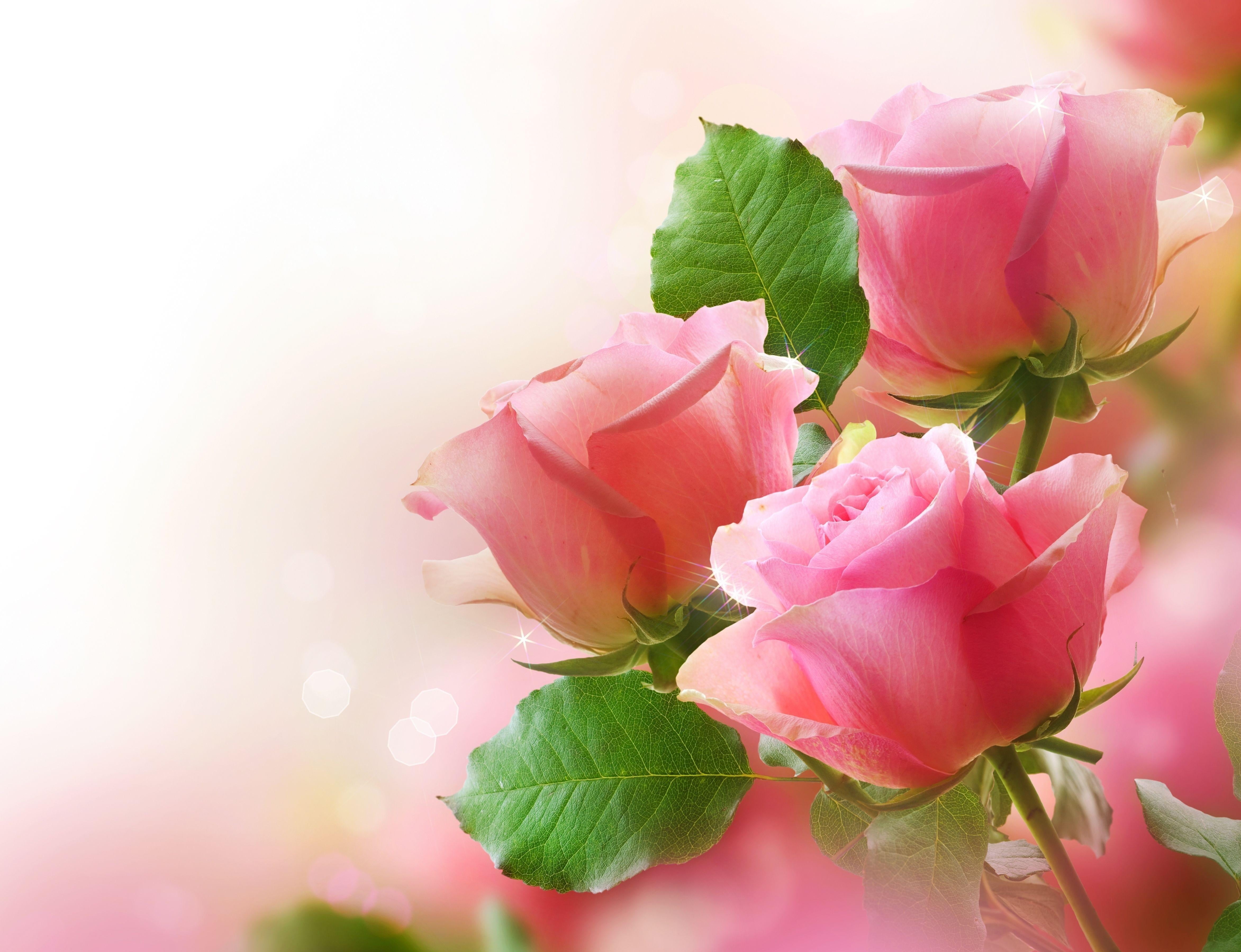 three pink roses, buds, flowers, blur, nature, pink Color, petal
