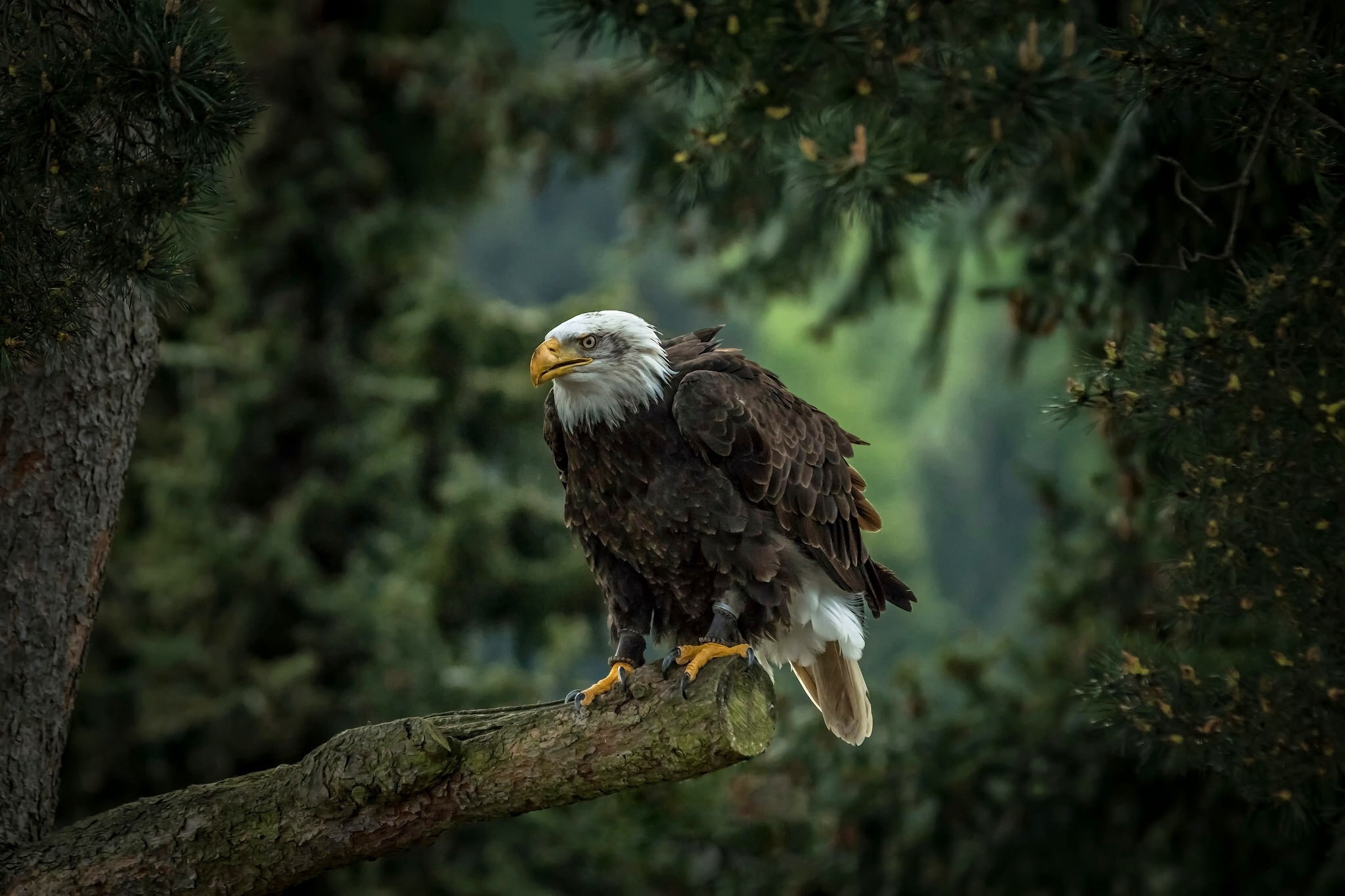 Bald eagle on tree, bald eagle, predator, hawk, pine, bird