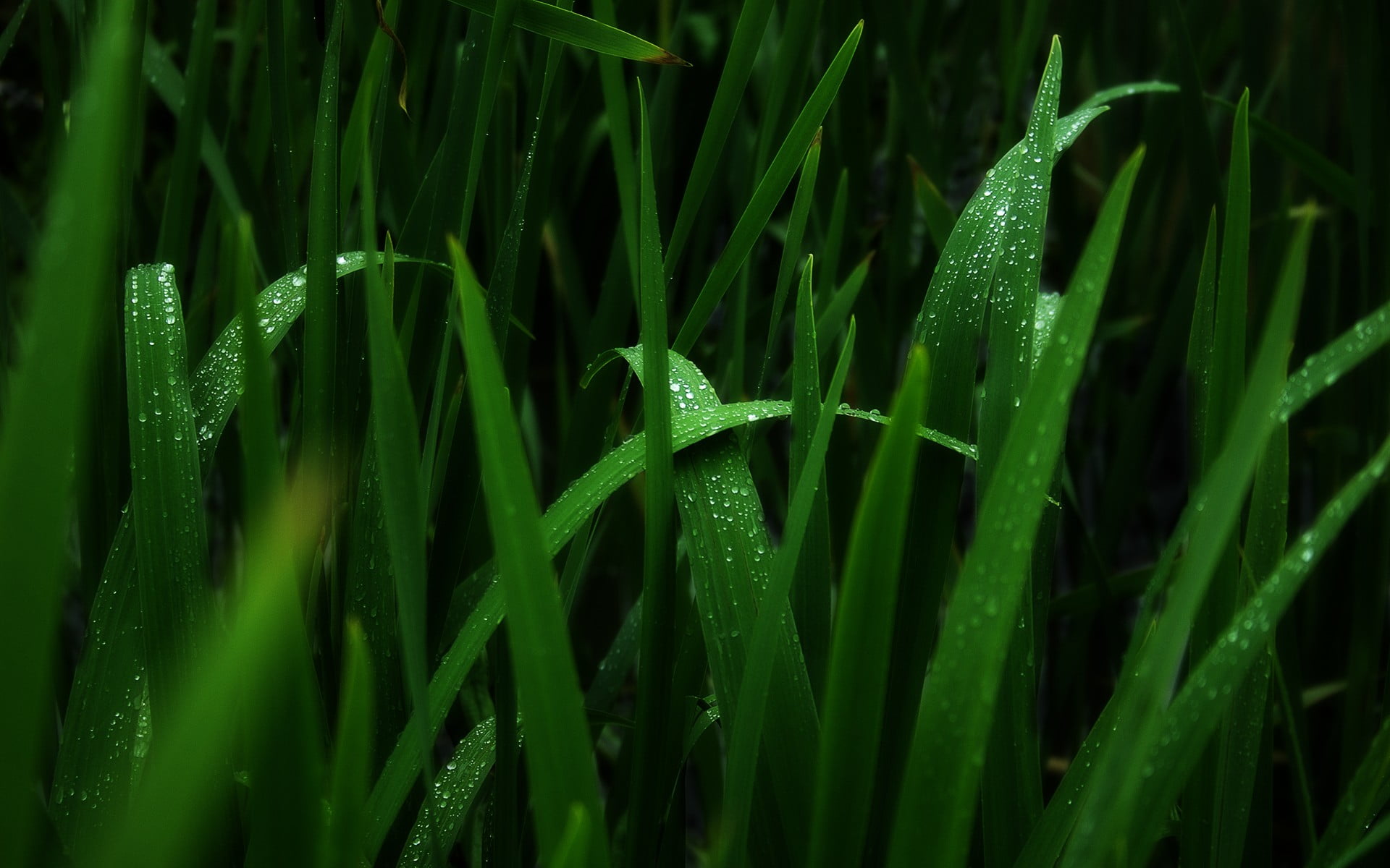 green, plants, macro, water drops, green color, growth, grass