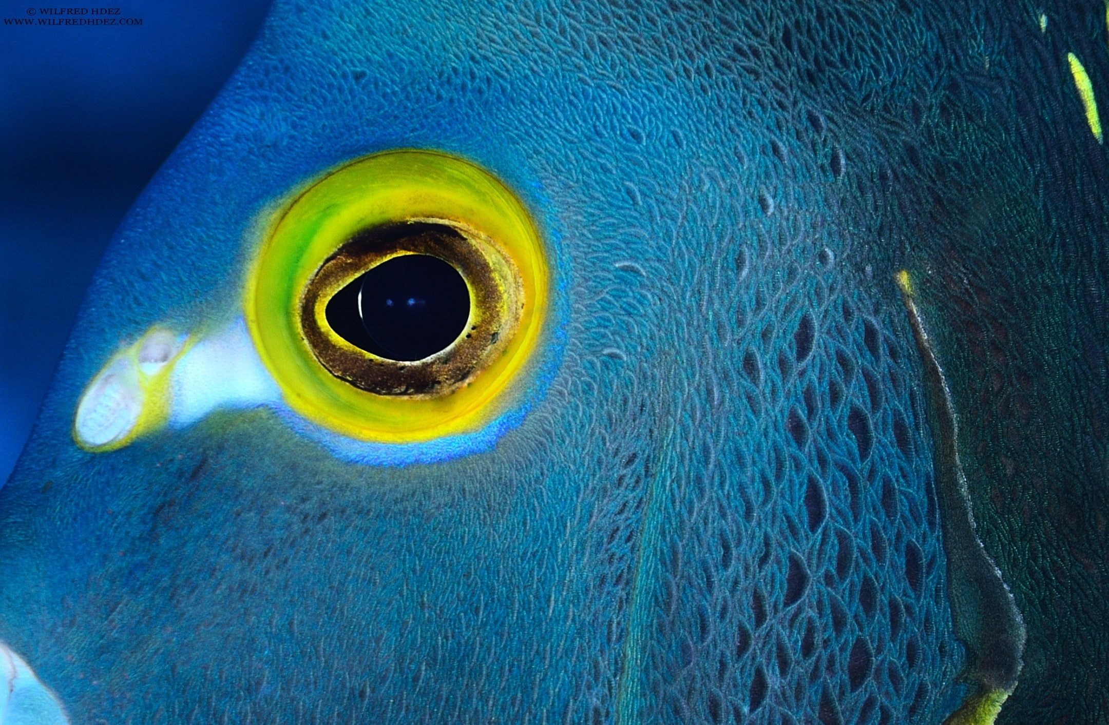 Blue Fish with Yellow Eyes, Animals, Sea, Underwater, Photography