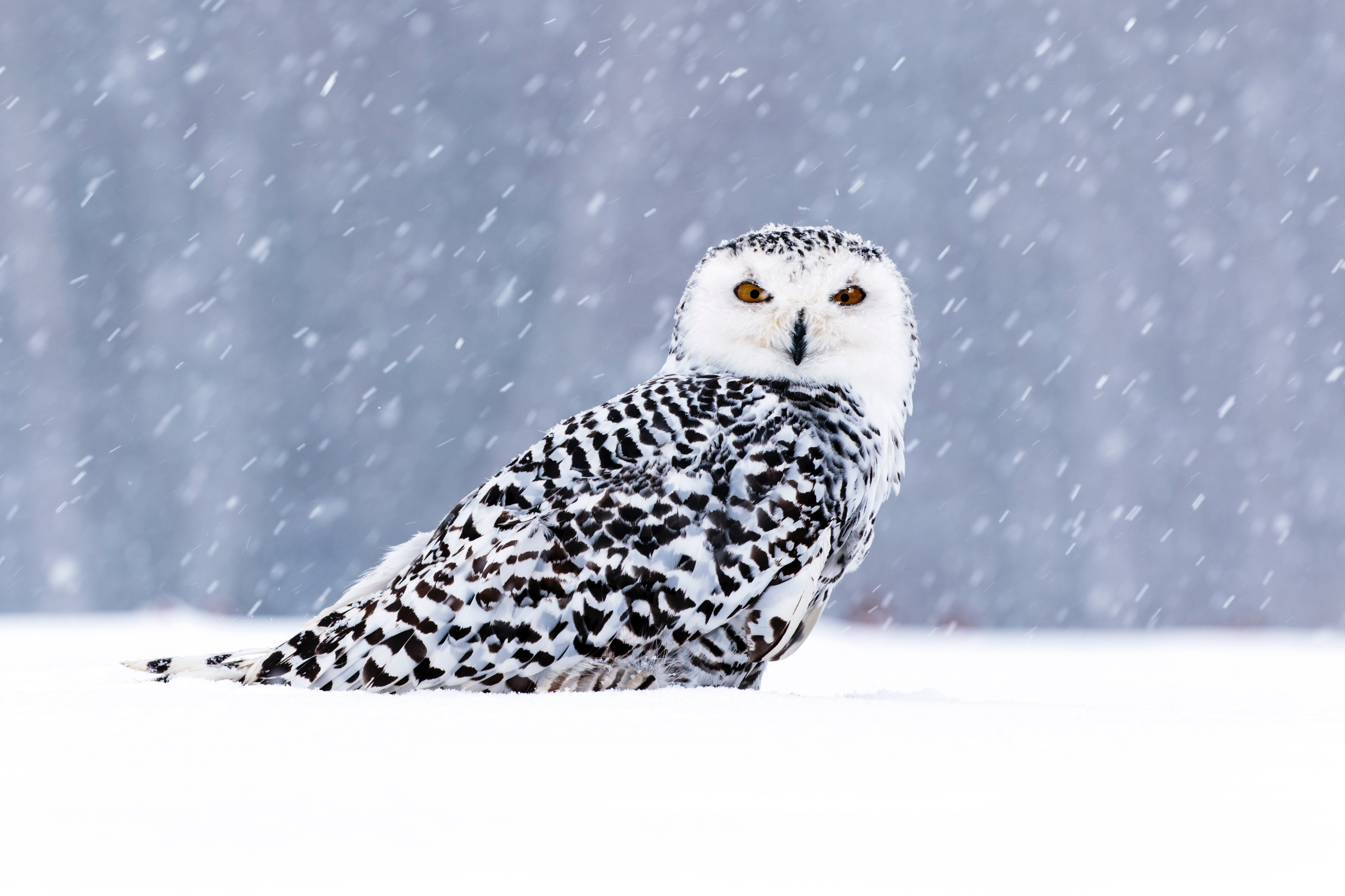 Birds, Snowy Owl, Snowfall, Wildlife