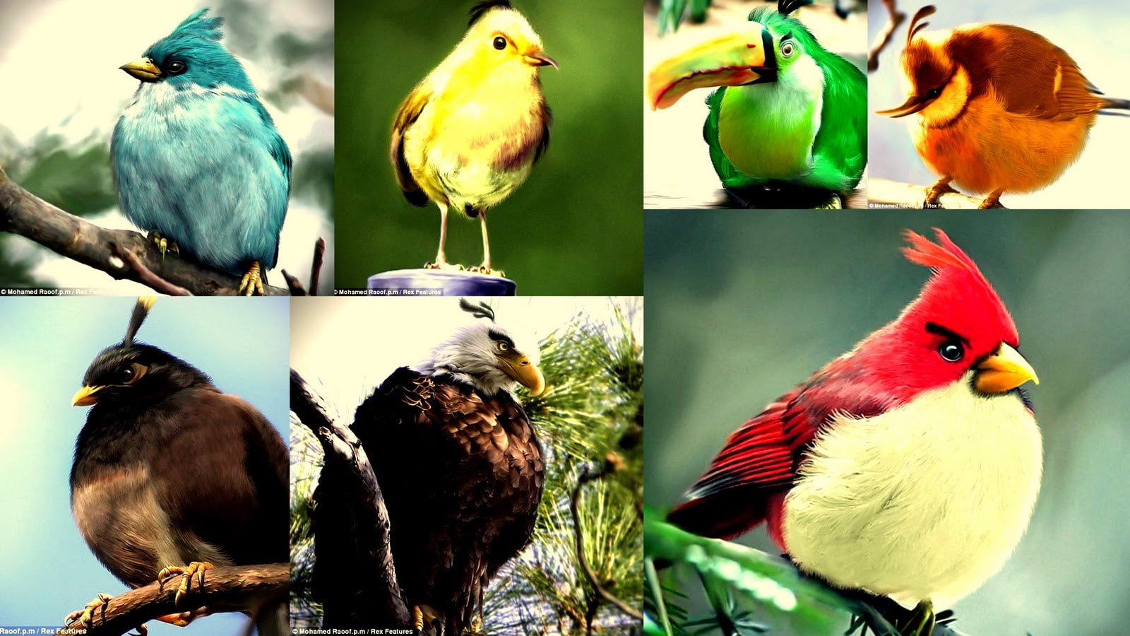 angry birds, vertebrate, animal themes, animal wildlife, group of animals