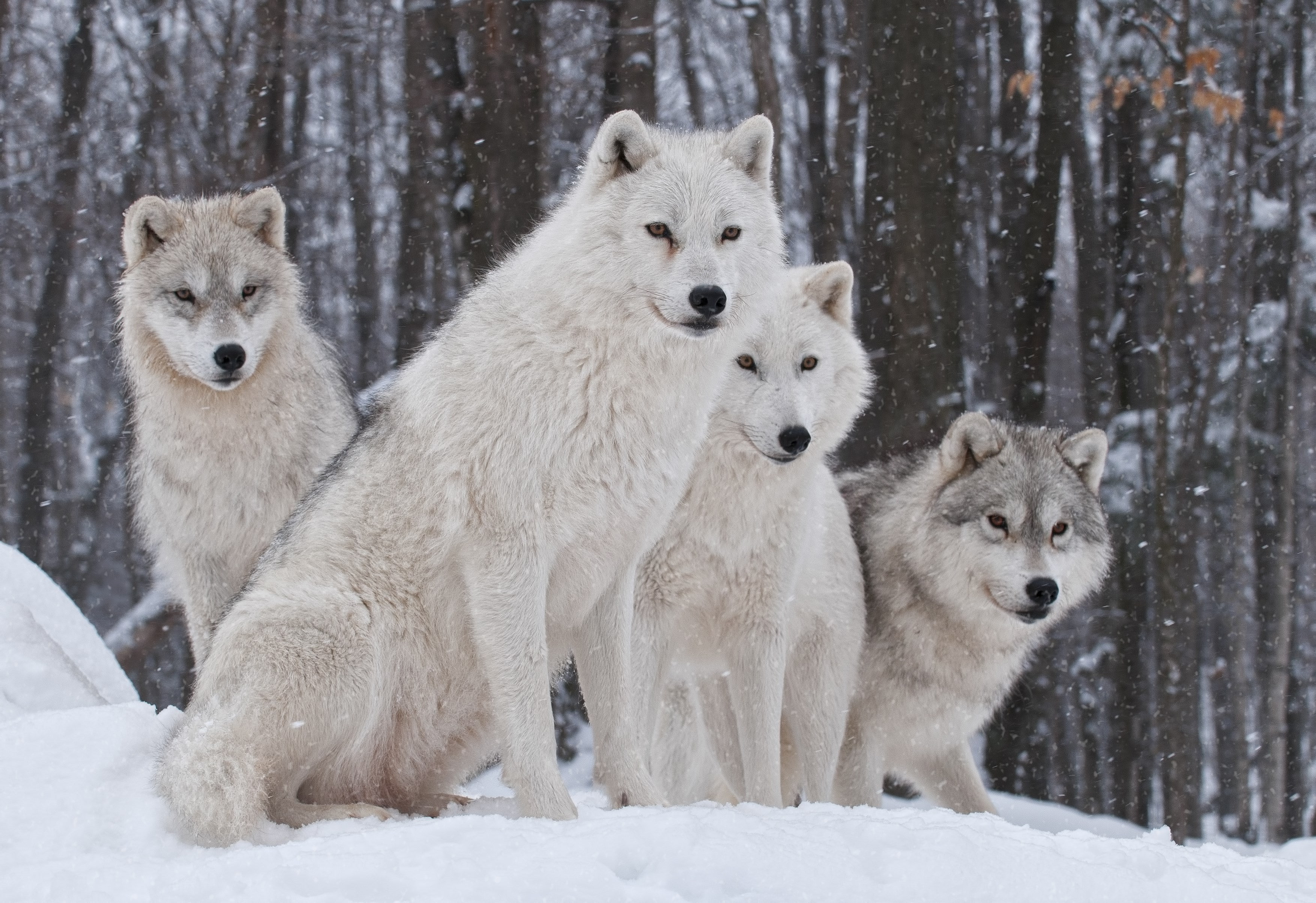 wolf