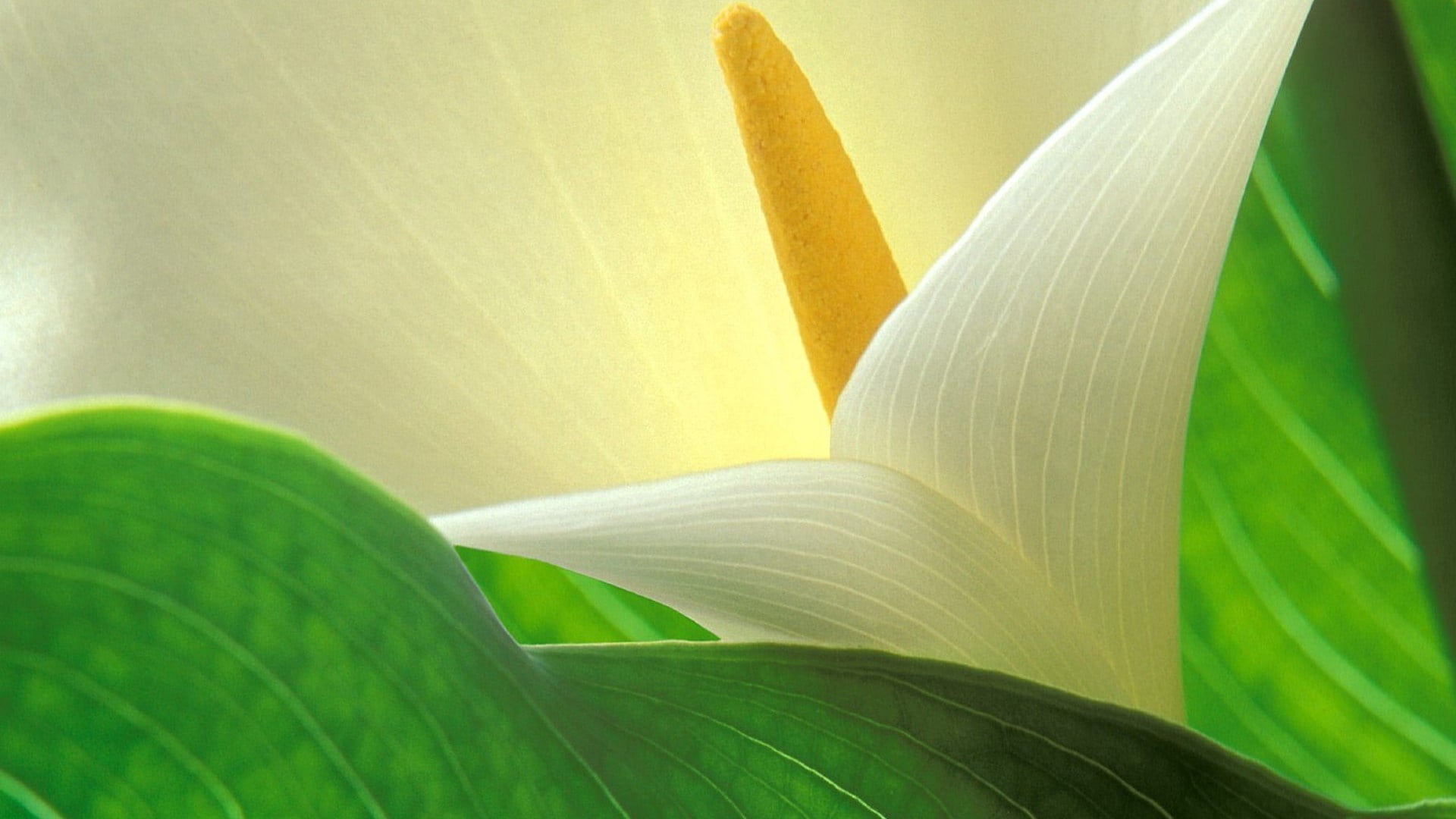white peace lily flower, petals, stamen, shape, light, leaf, plant part