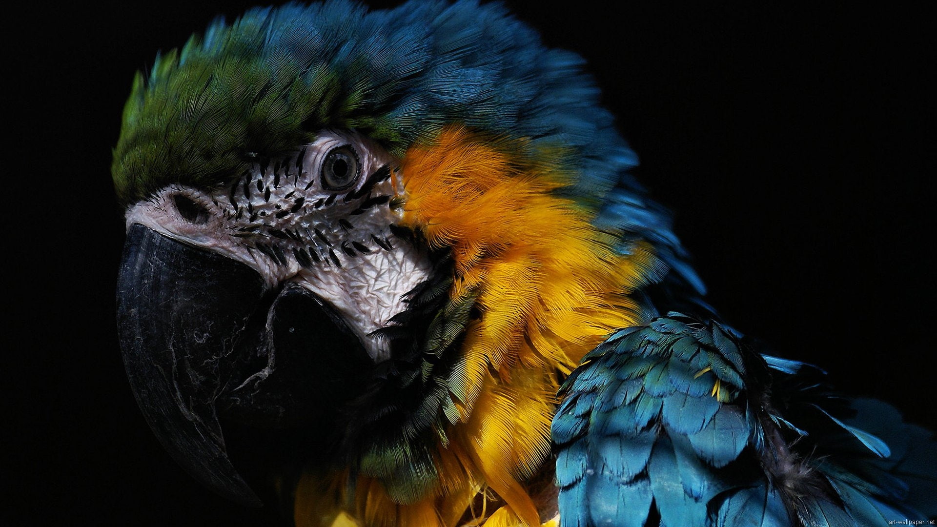 Parrot Bird HD, animals