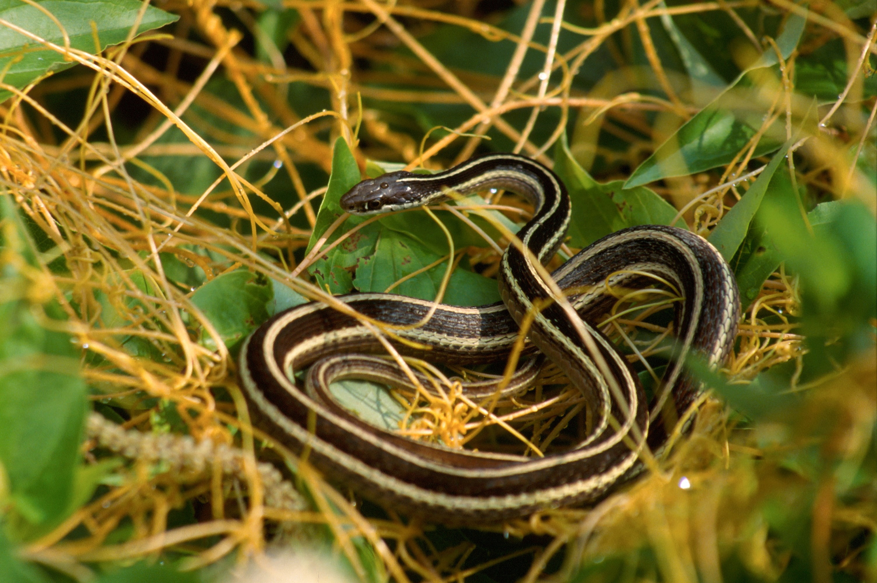 snake