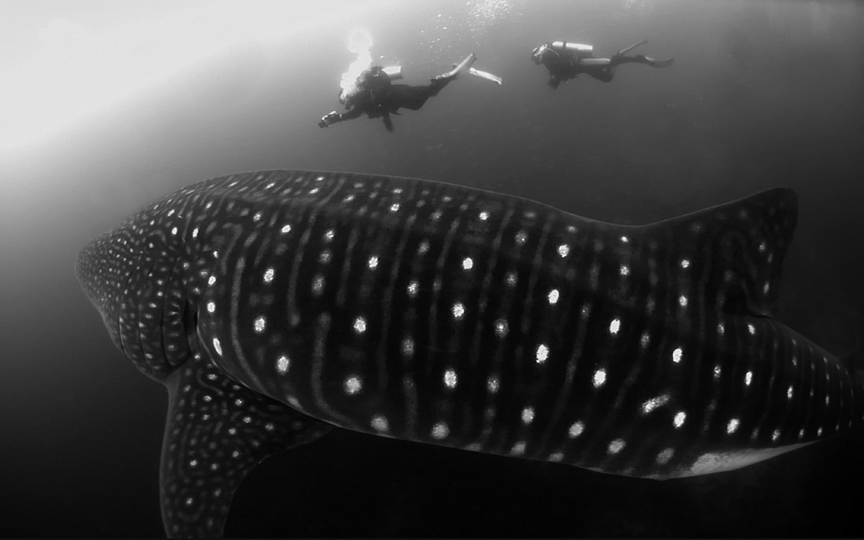 shark