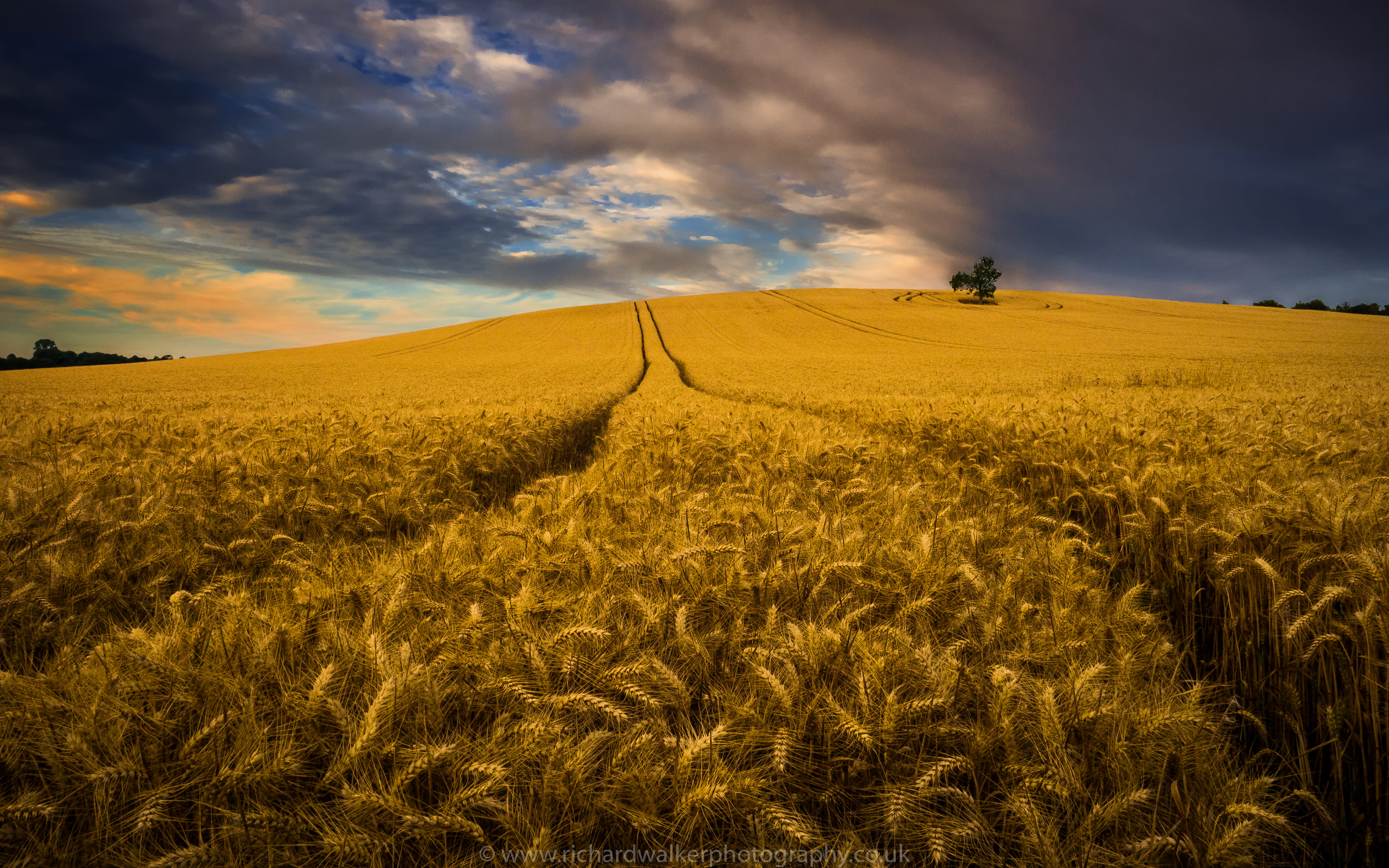 wheat field under cloudy sky, Harvest, clouds, crops, landscape photography