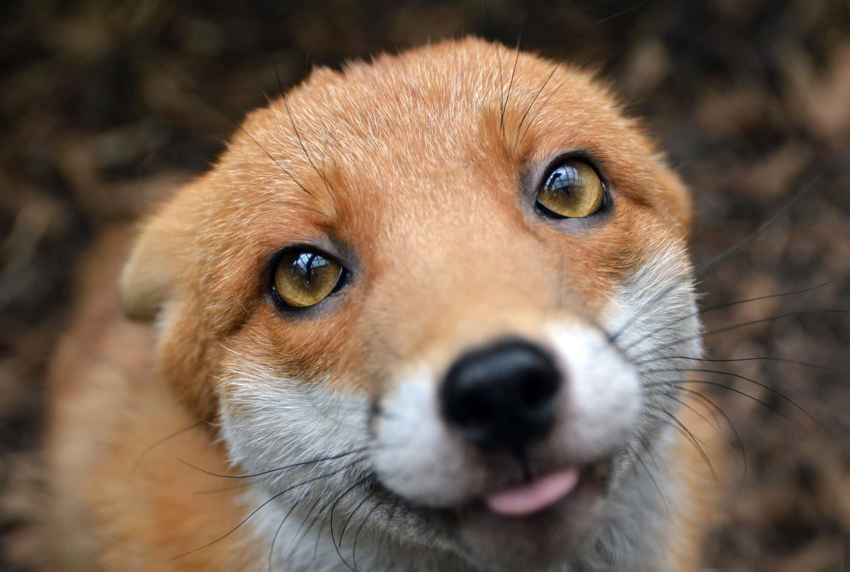 brown fox, closeup photo of fox, animals, nature, mammal, cute