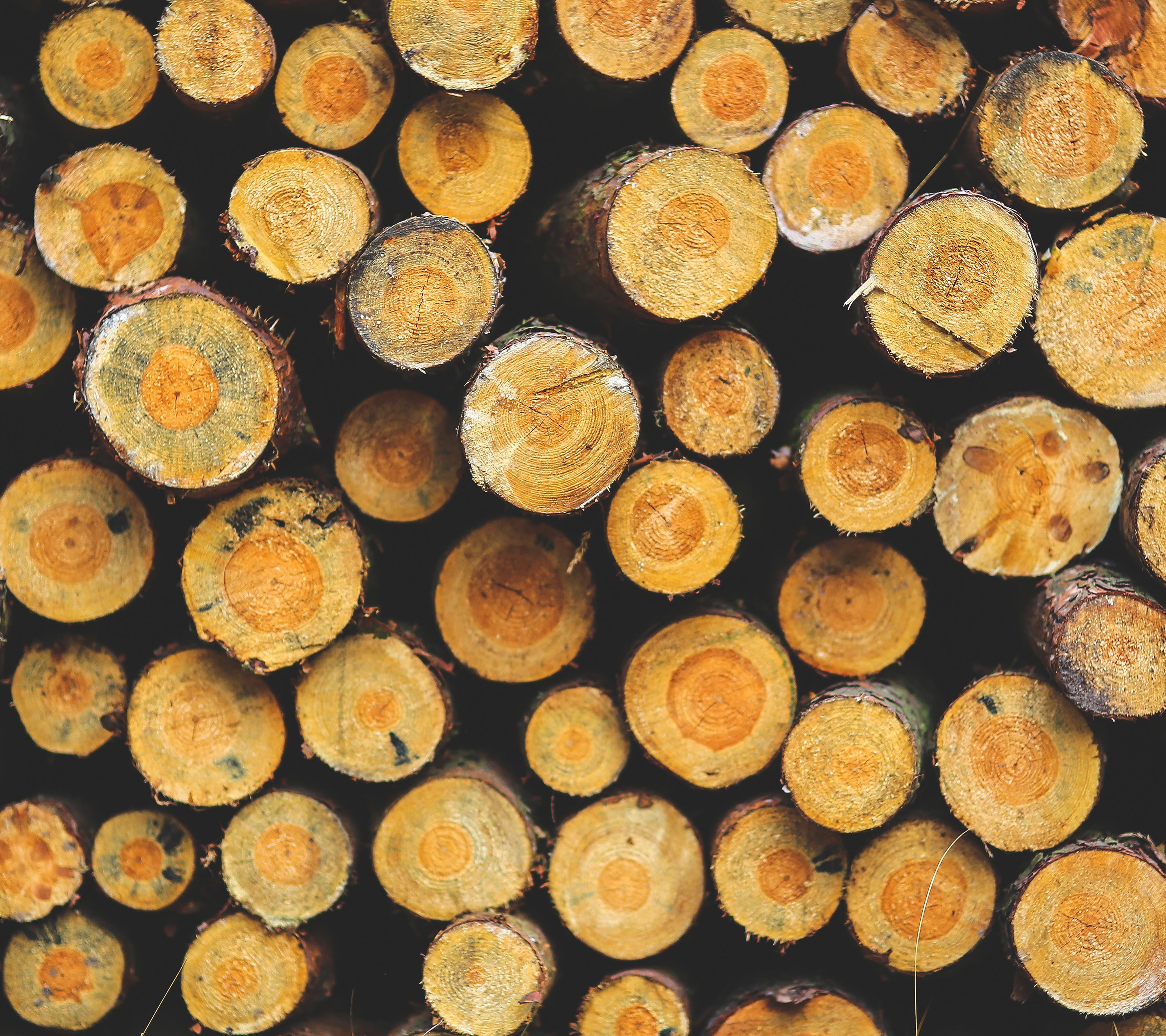 pattern, tree trunk