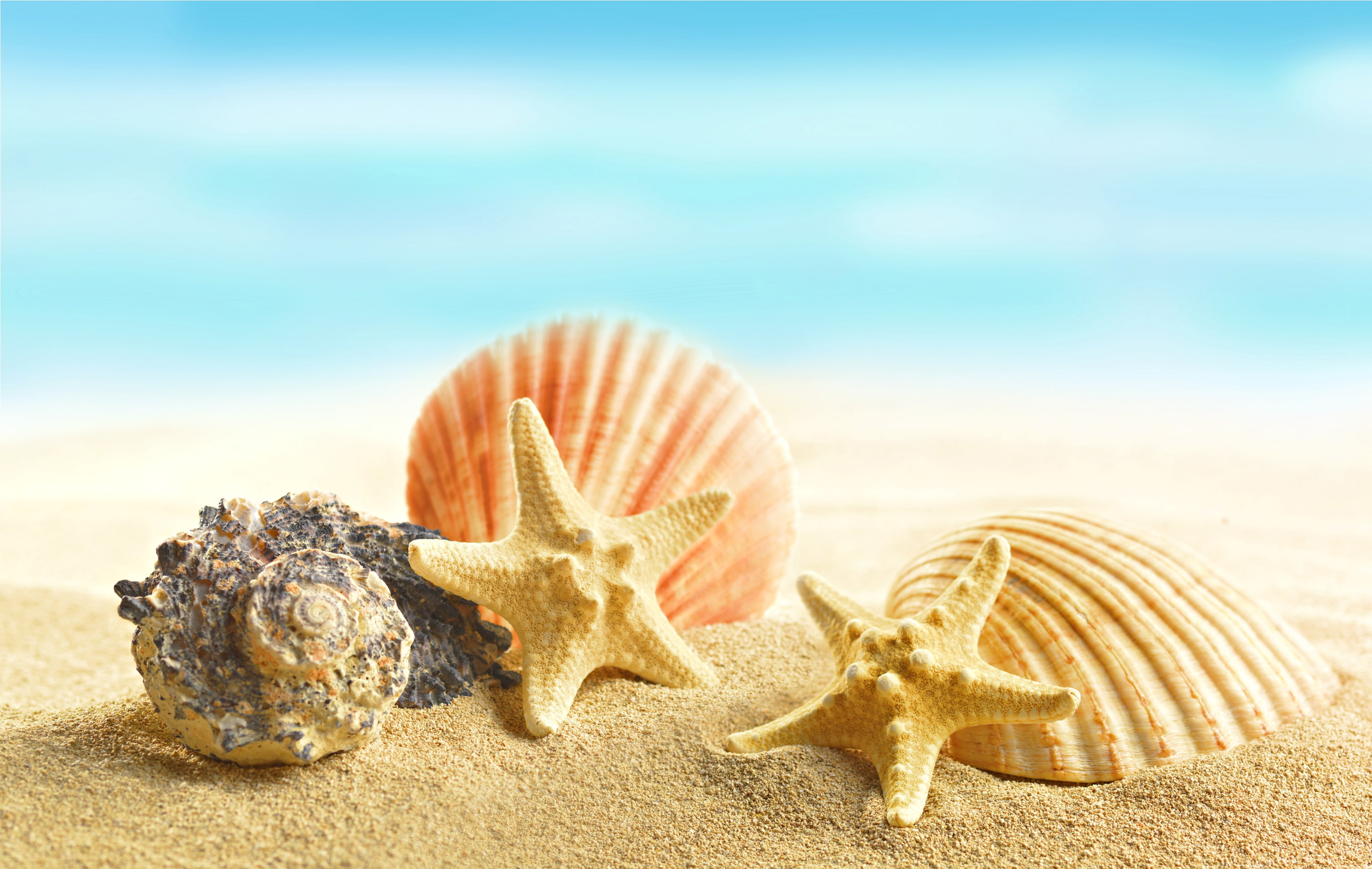 starfish and seashells, sand, beach, marine, starfishes, vacations