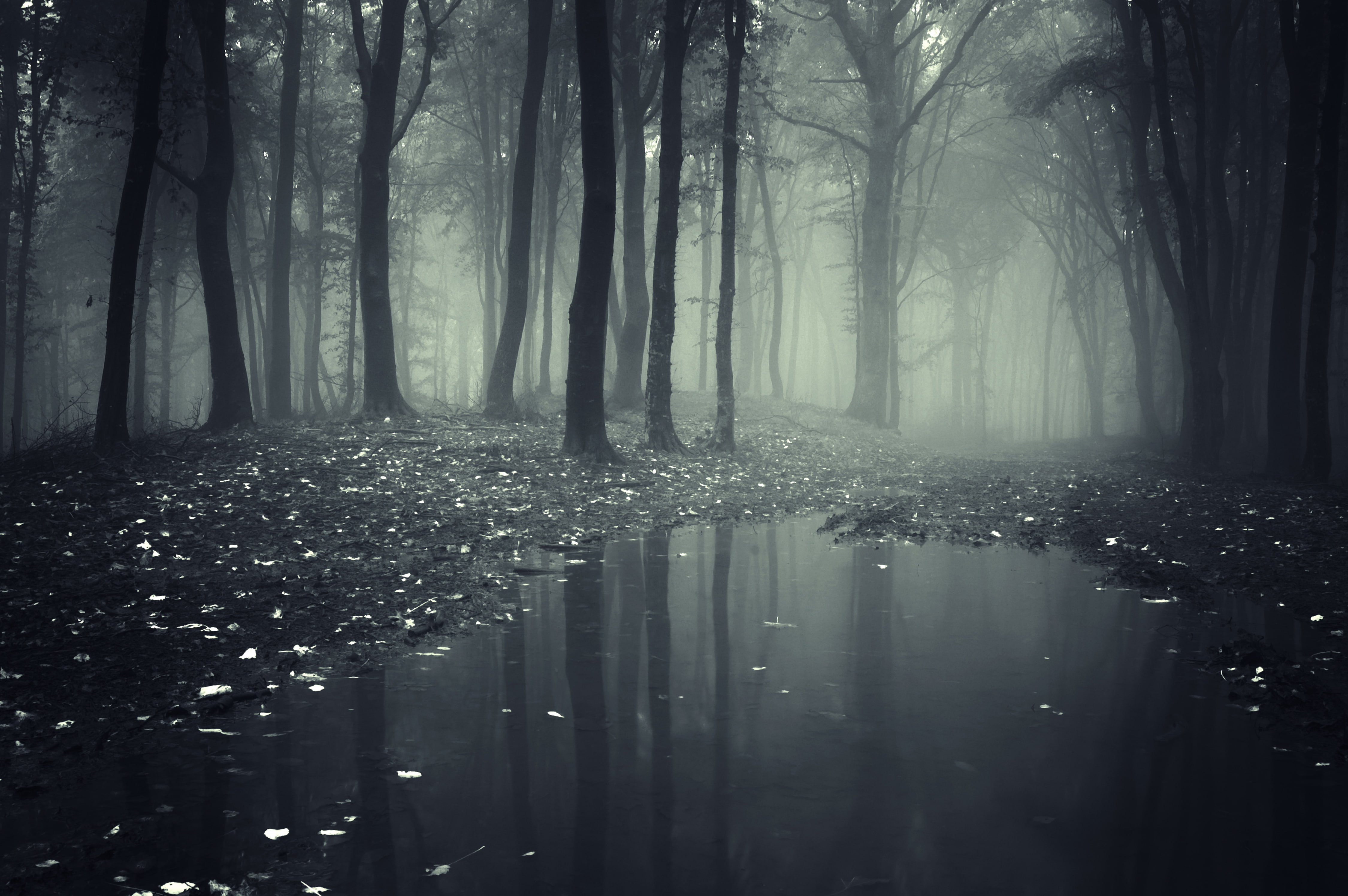 fog, forests, nature, puddle