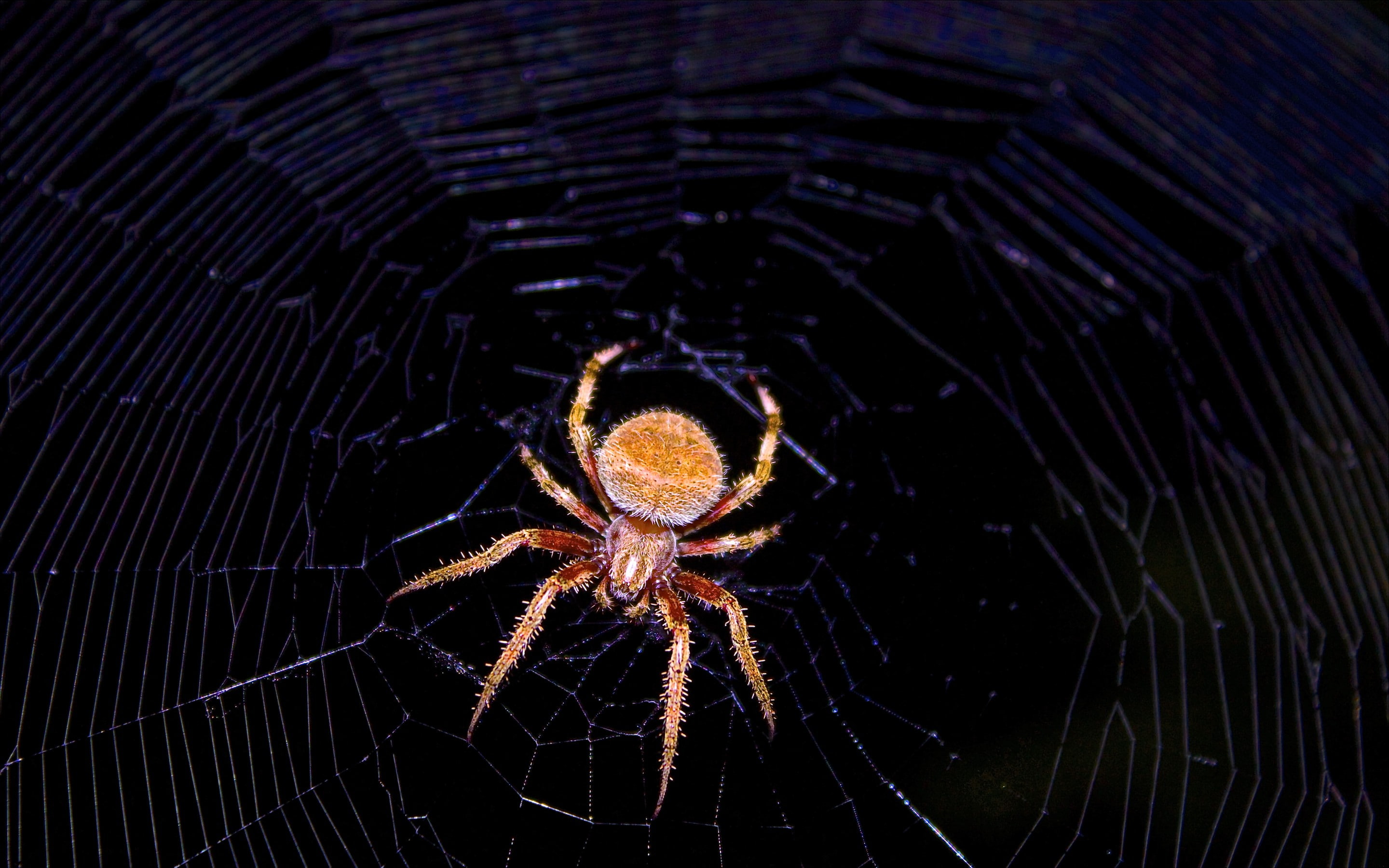 spider, spiderwebs, night