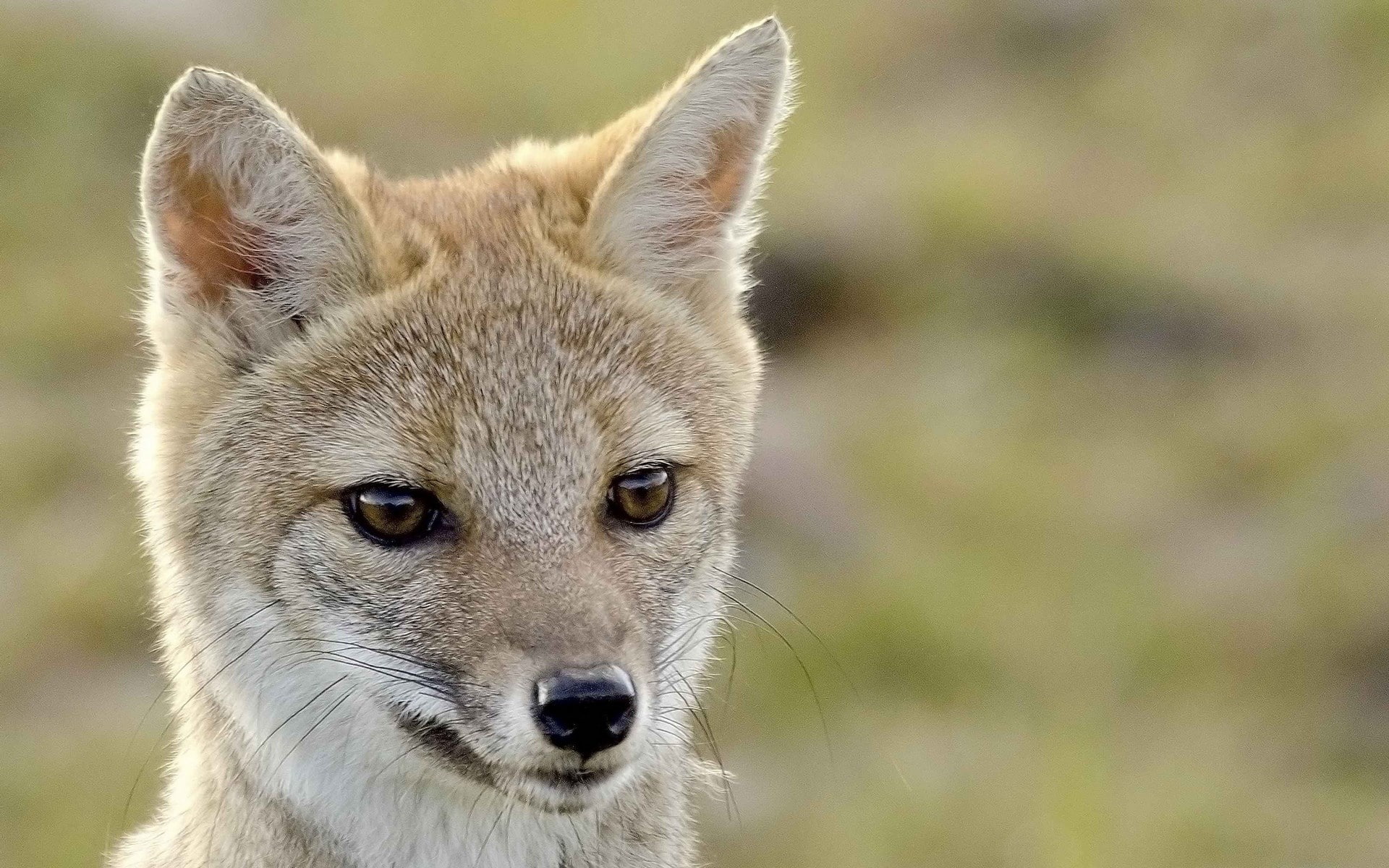 fox