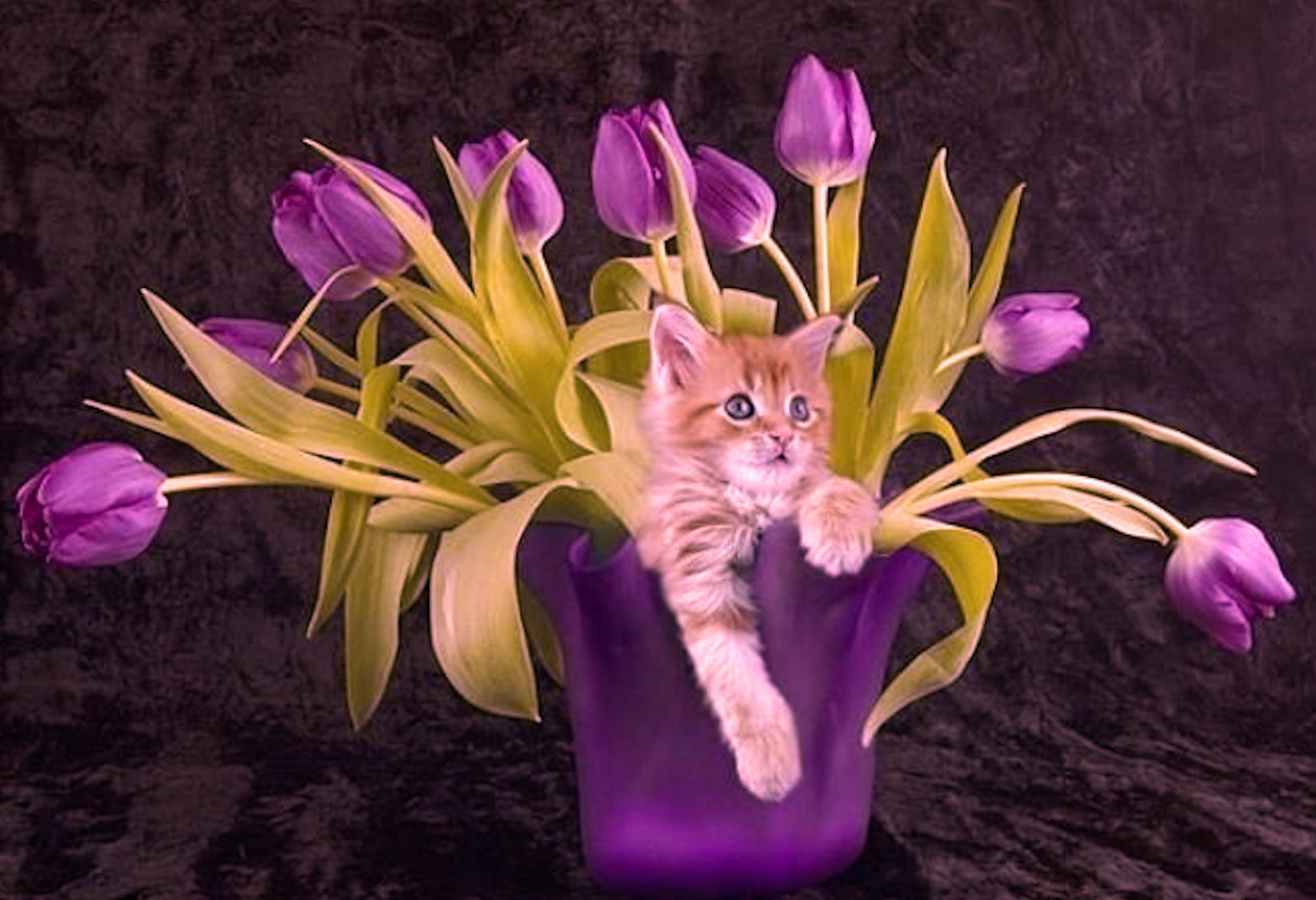 Cute Kitty Purple Tulips, pink and green tulips flower with brown and white cat